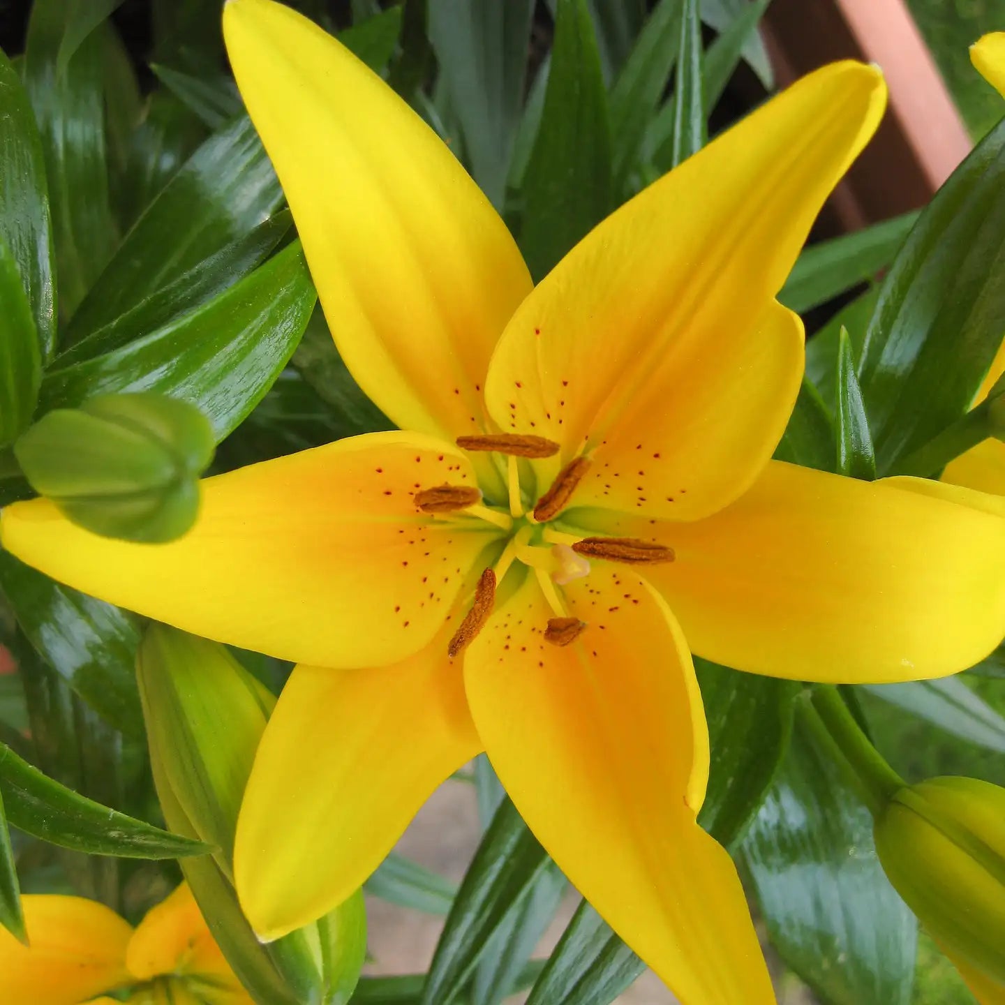 do bees like asiatic lilies Lily Asiatic Hybrid Looks™ 'Tiny Bee' – Vandermeer Nursery Ltd