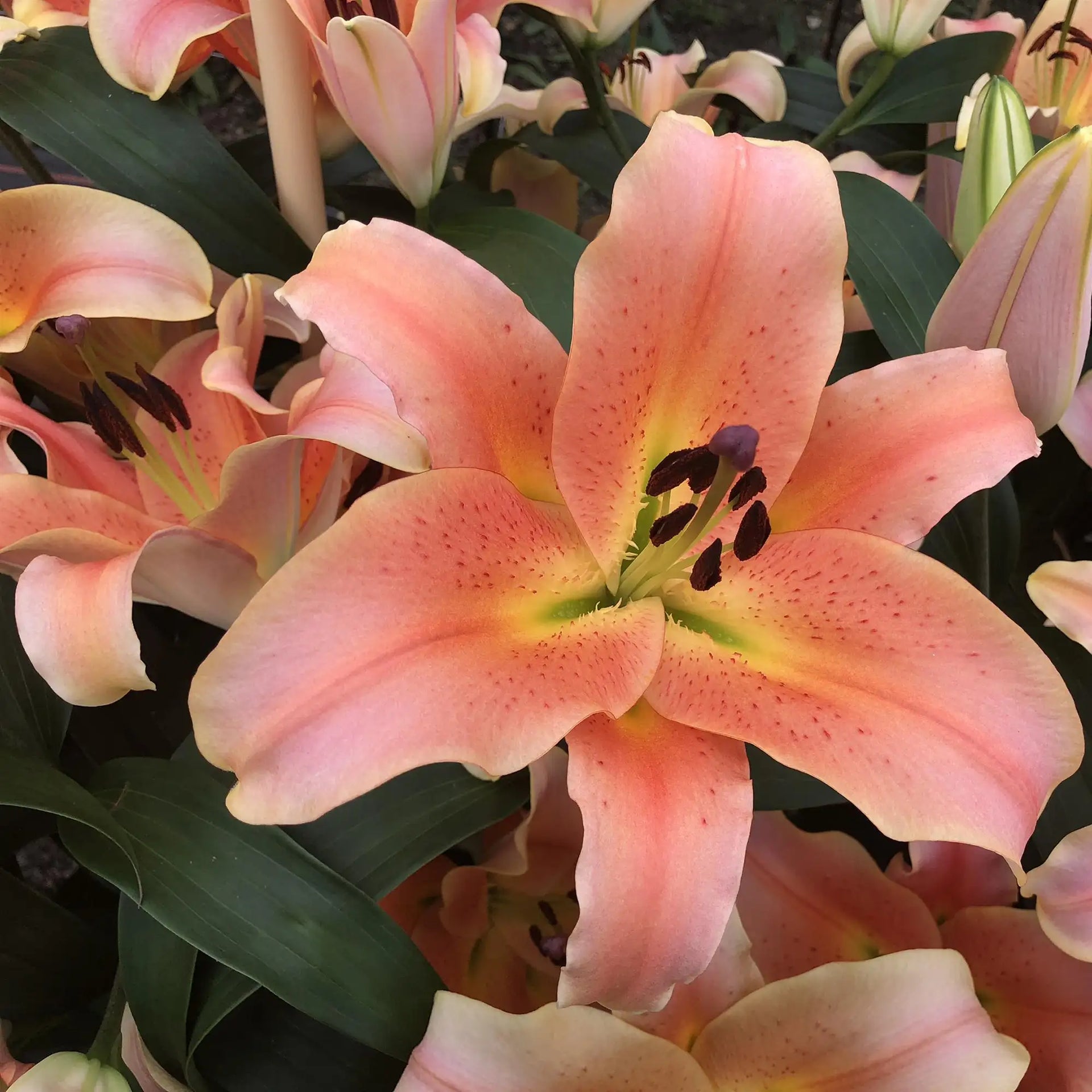 Lily OT Hybrid 'Zelmira' – Vandermeer Nursery Ltd