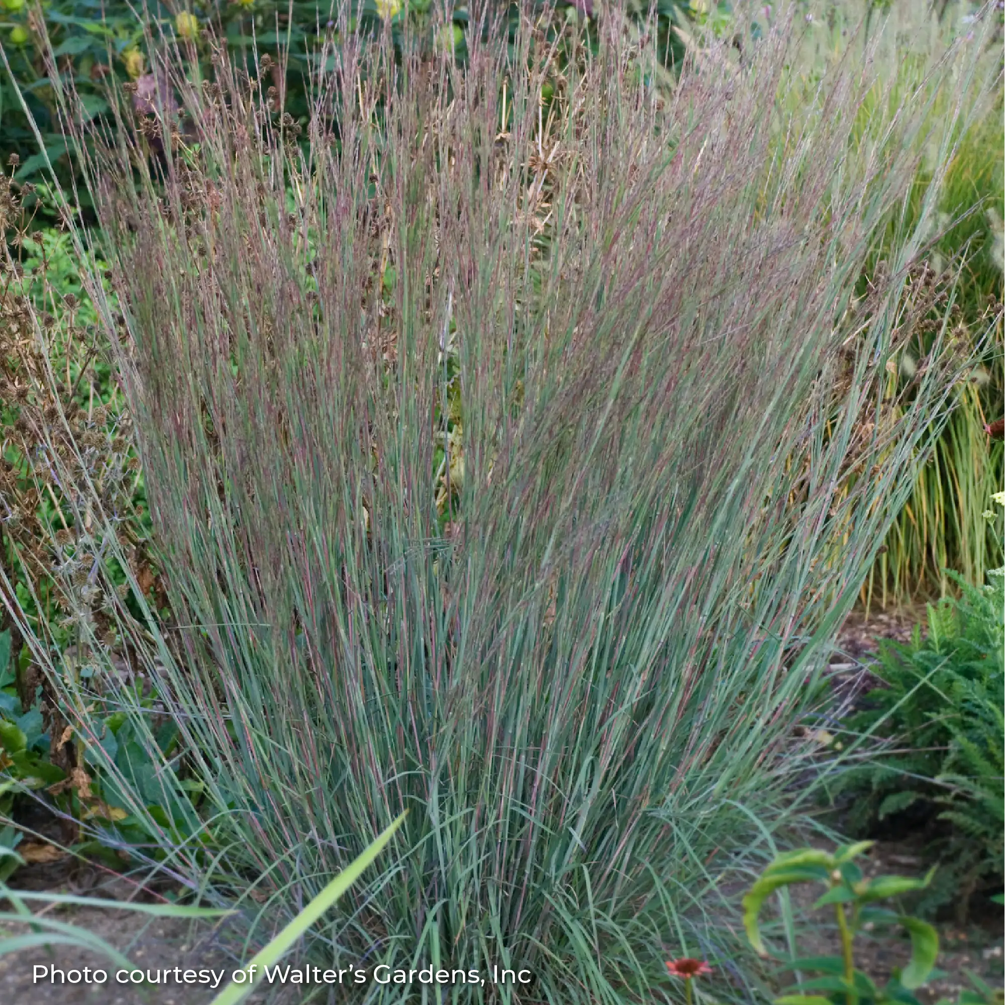 Little Bluestem 'Blue Heaven®'