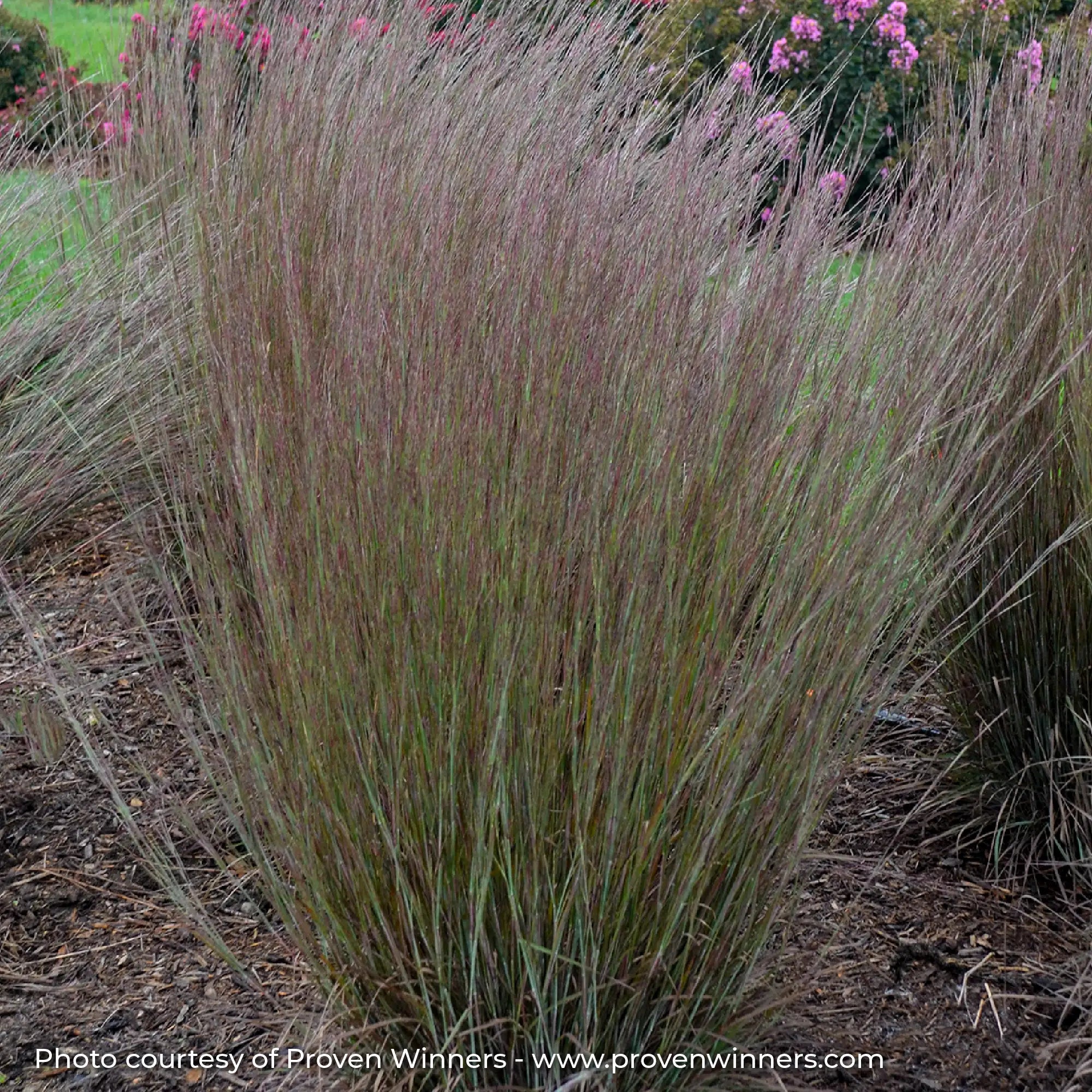 Tall Green and Red Little Bluestem Grass in a garden