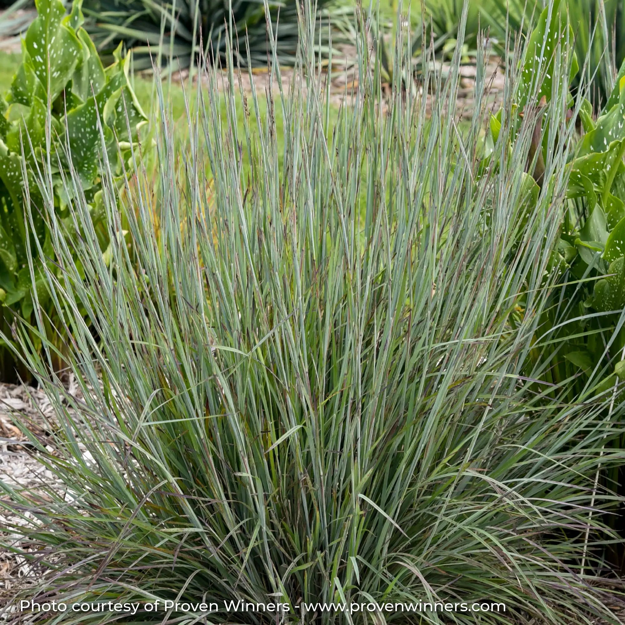 Tall Green Little Bluestem in a garden 