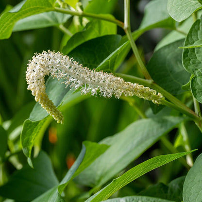 Lizards Tail White Flower