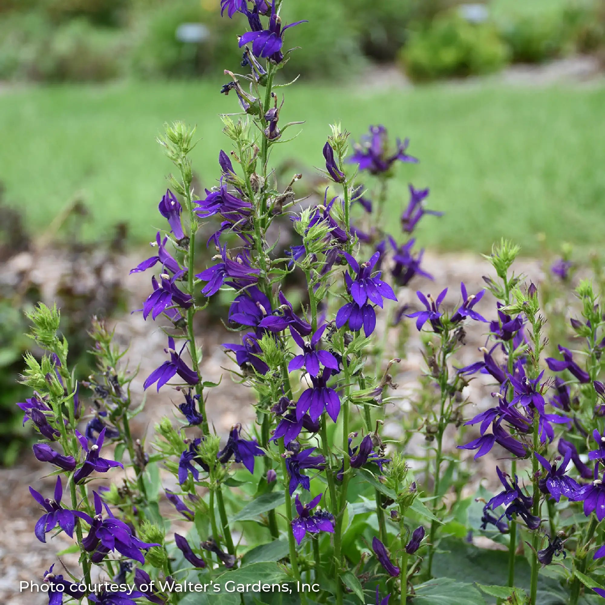 Cardinal Flower Starship™ 'Blue'