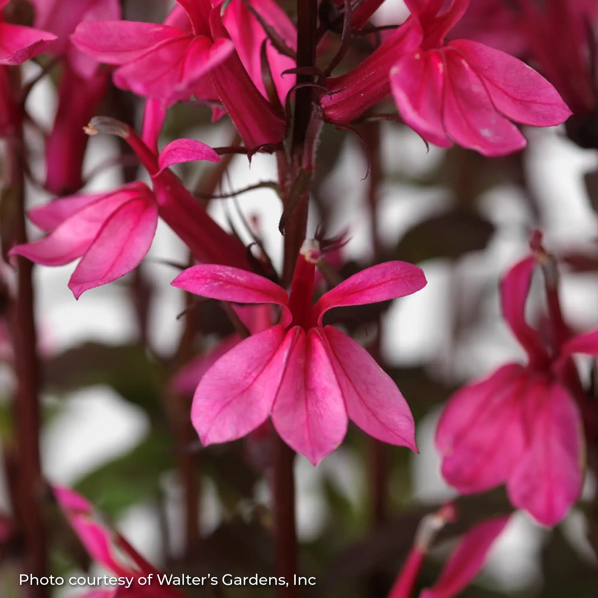 Cardinal Flower Starship™ 'Rose'