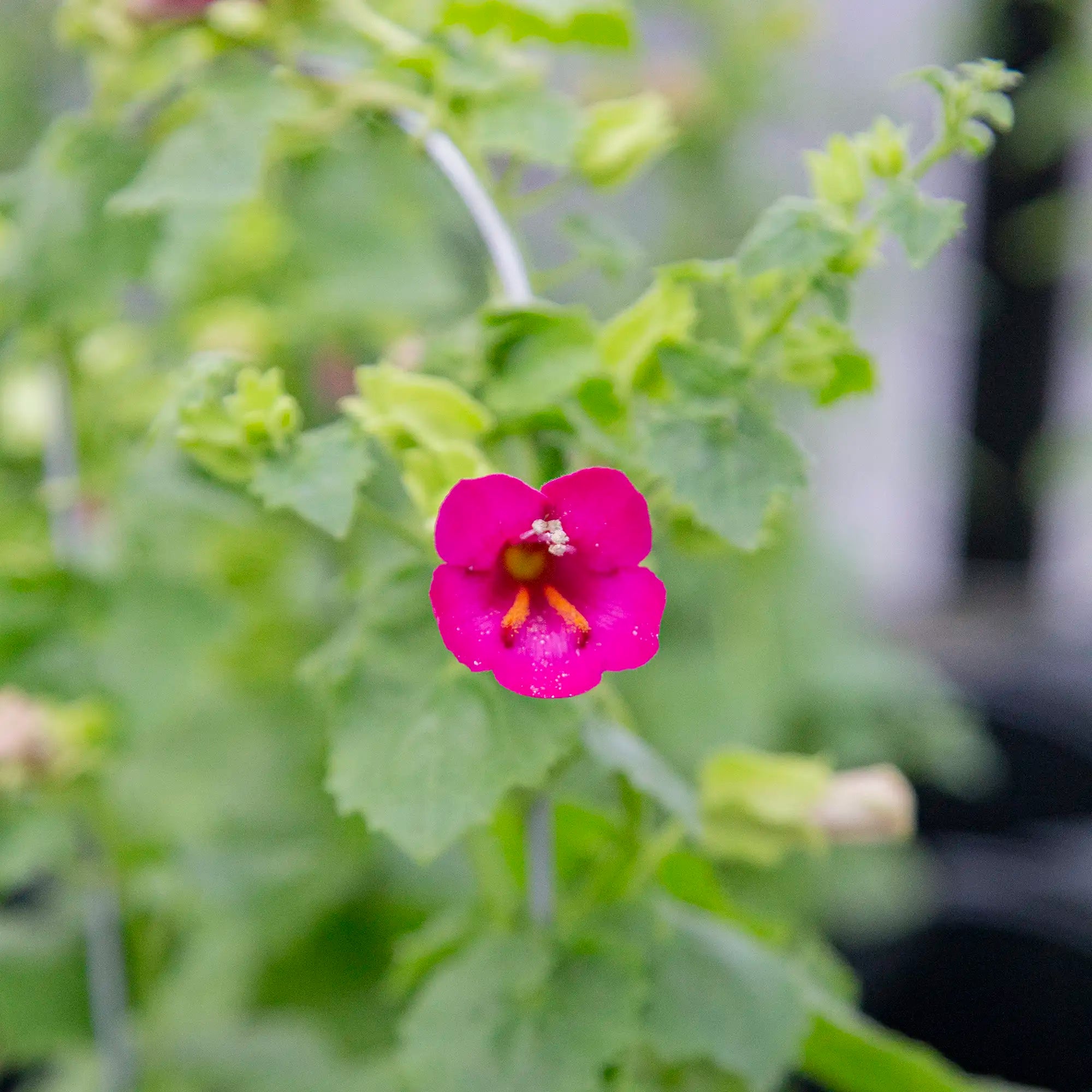 Lofos Vine 'Lofos® Compact Rose'