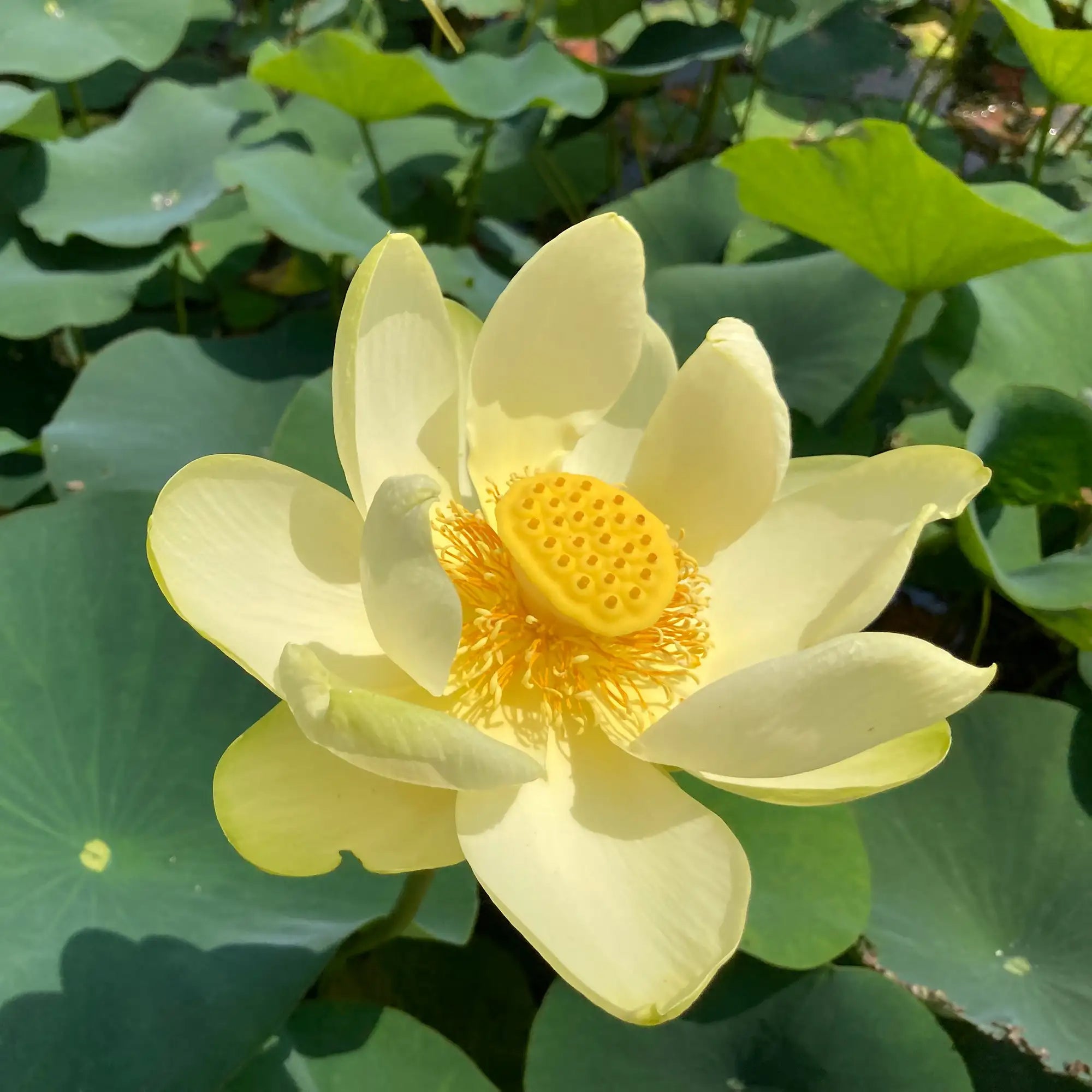American Lotus Nelumbo lutea with a yellow flower 