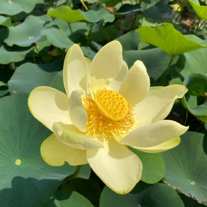 American Lotus Nelumbo lutea with a yellow flower 