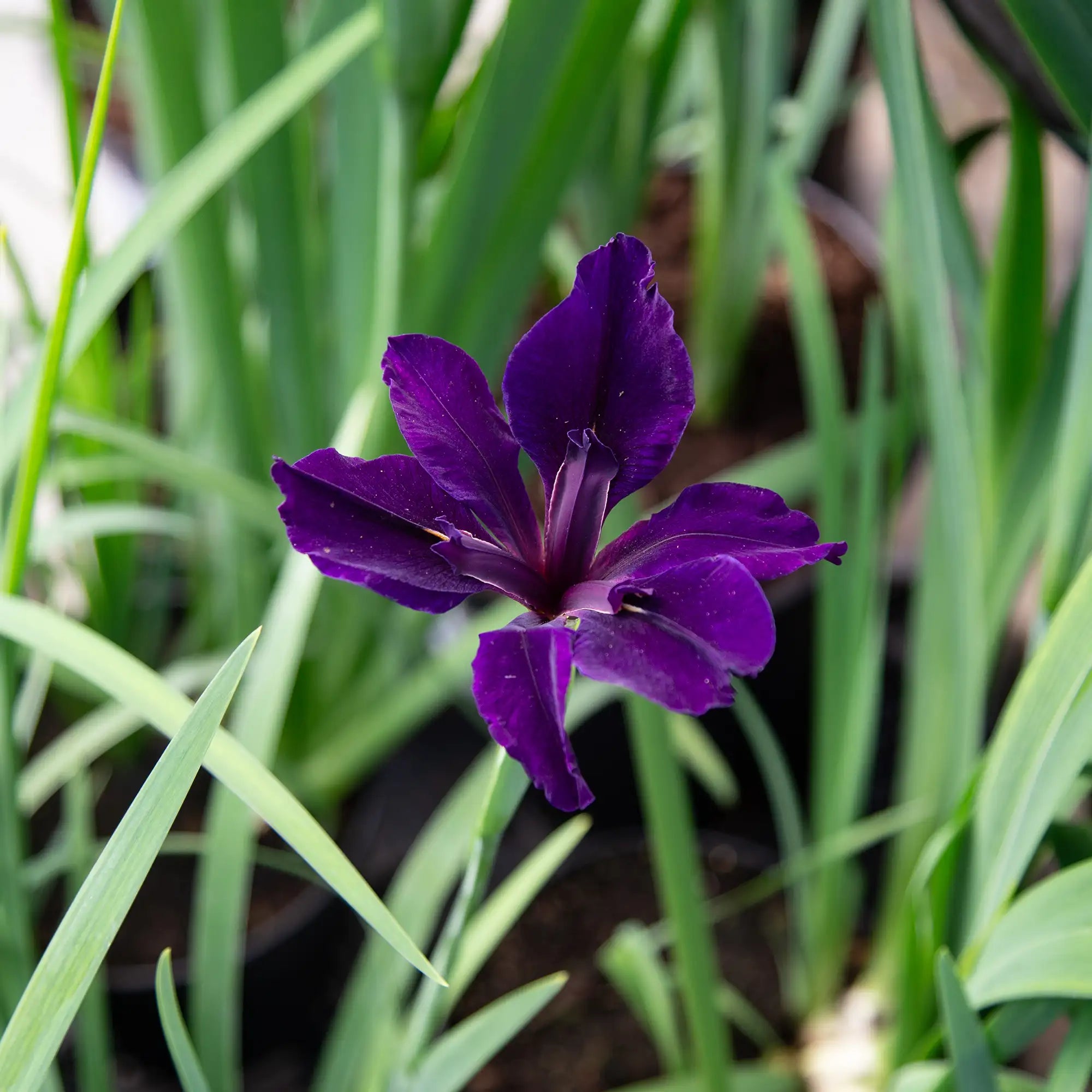 Iris Louisiana 'Full Eclipse'