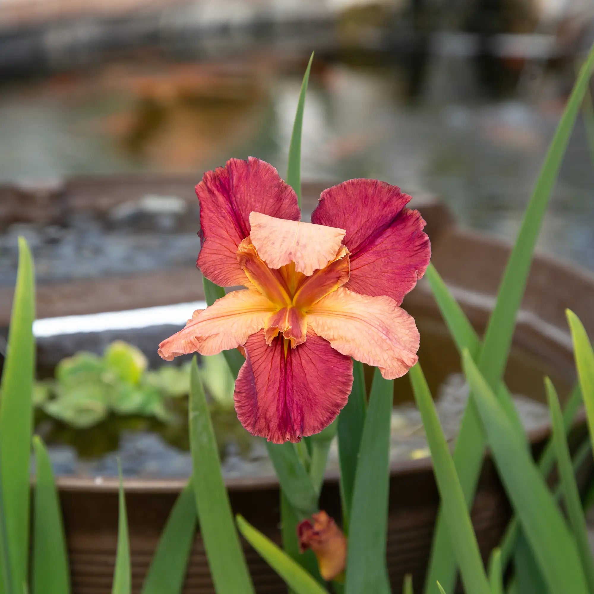 Iris Louisiana 'Peaches In Wine'