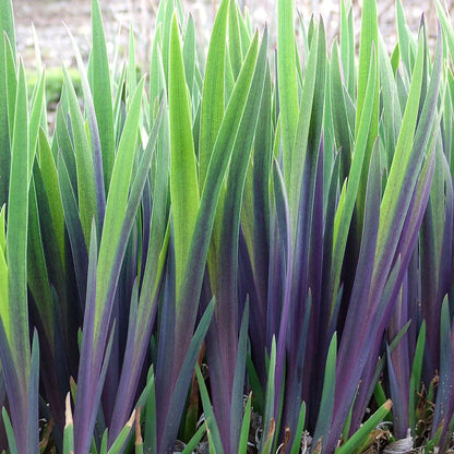 Gerald Darby Iris with purple and green foliage