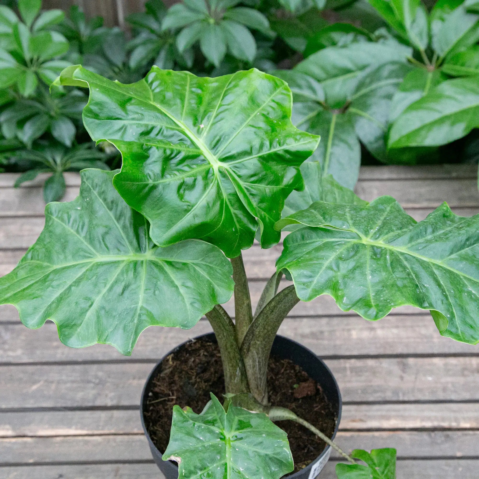 Elephant Ear 'Low Rider'