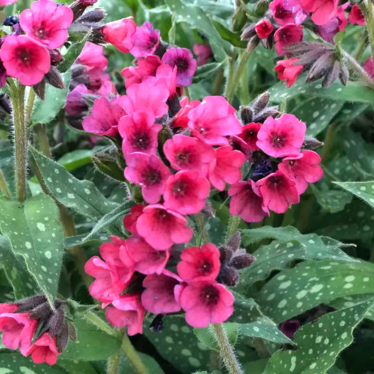 Lungwort 'Lisa Marie'