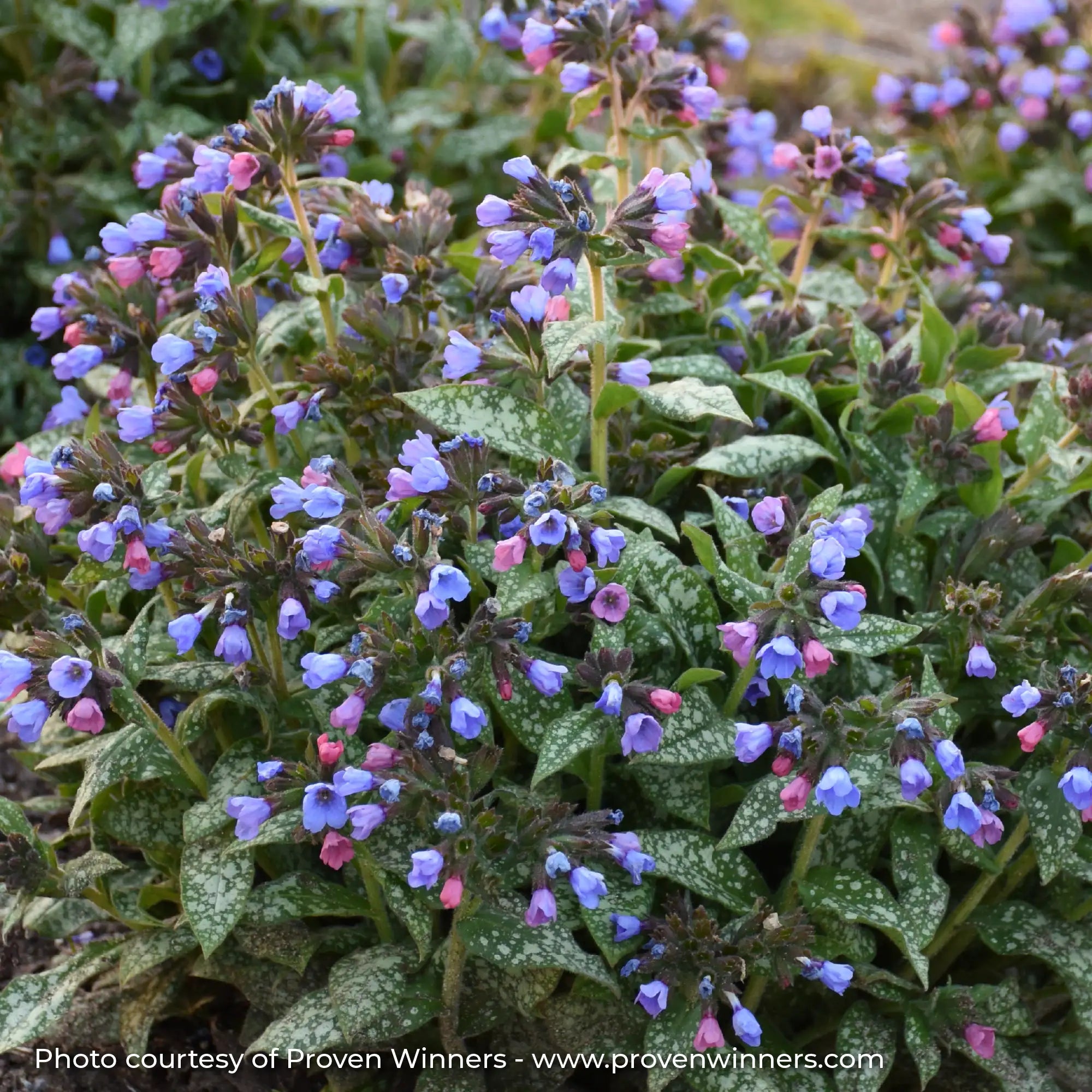 Blue, Purple, and Pink Flowering Lungwort in a garden