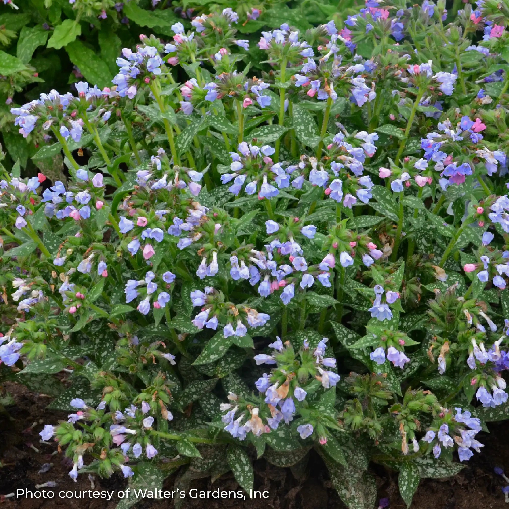 Lungwort 'Twinkle Toes'