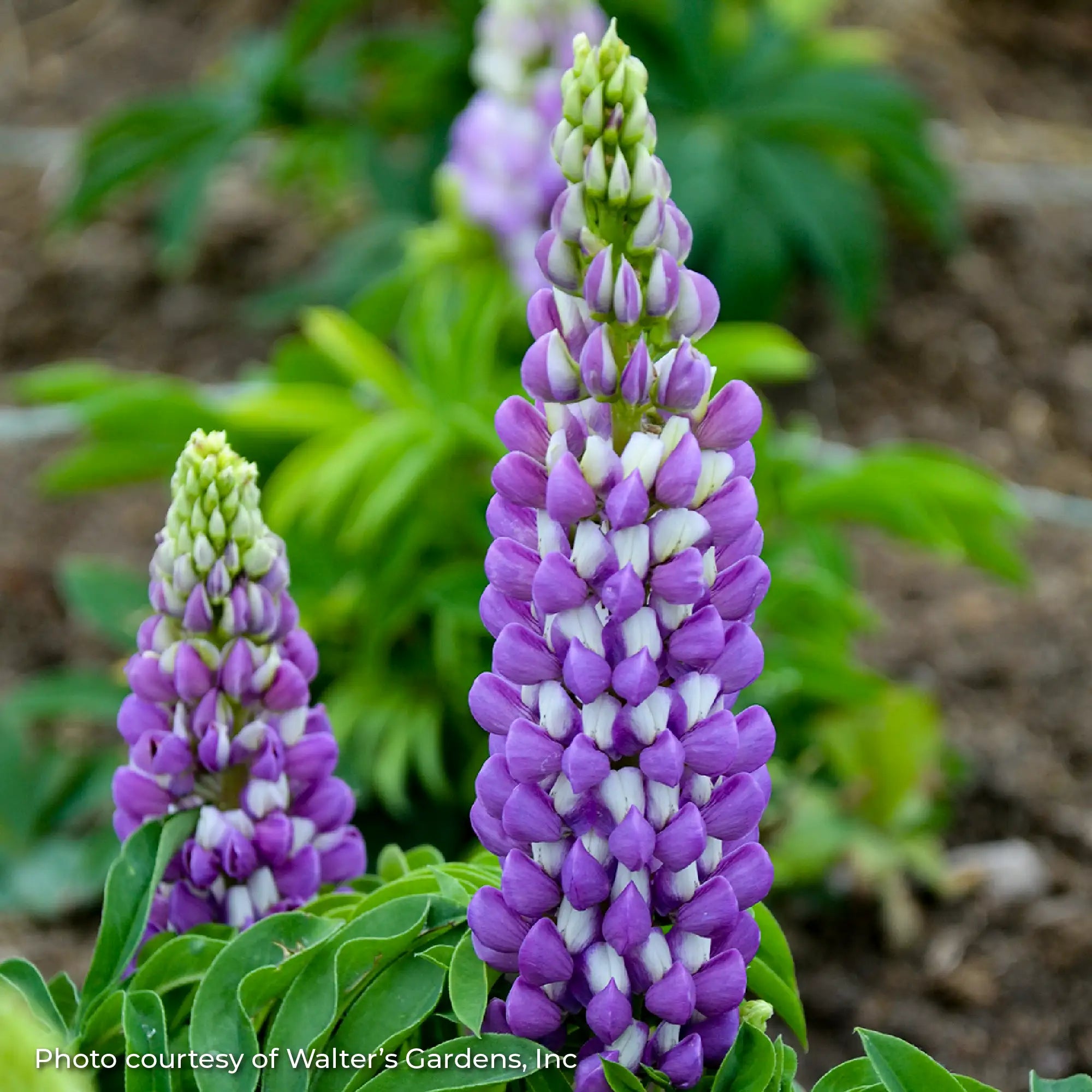 Lupine MINI GALLERY™ 'Blue Bicolor'