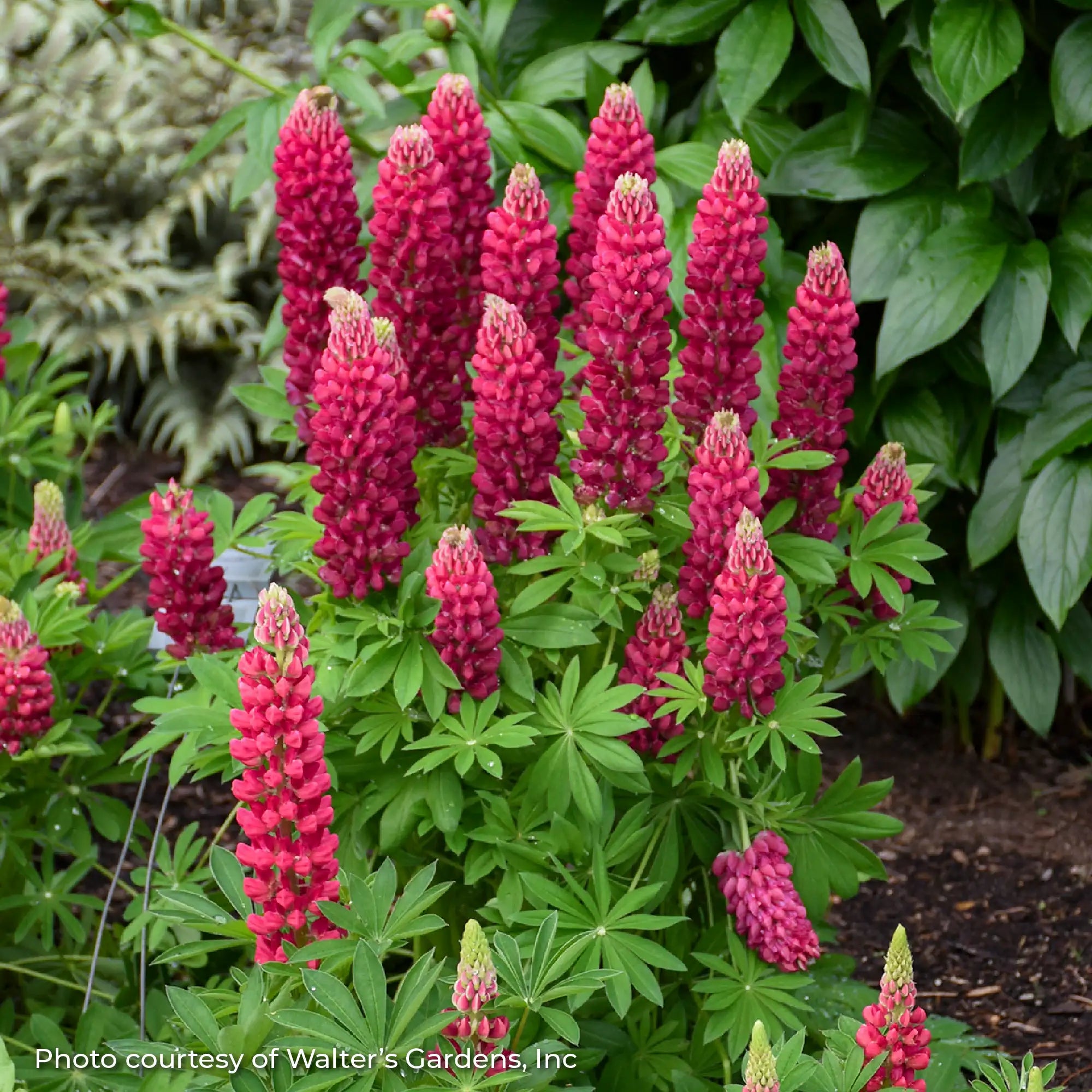 Lupine MINI GALLERY™ 'Red'