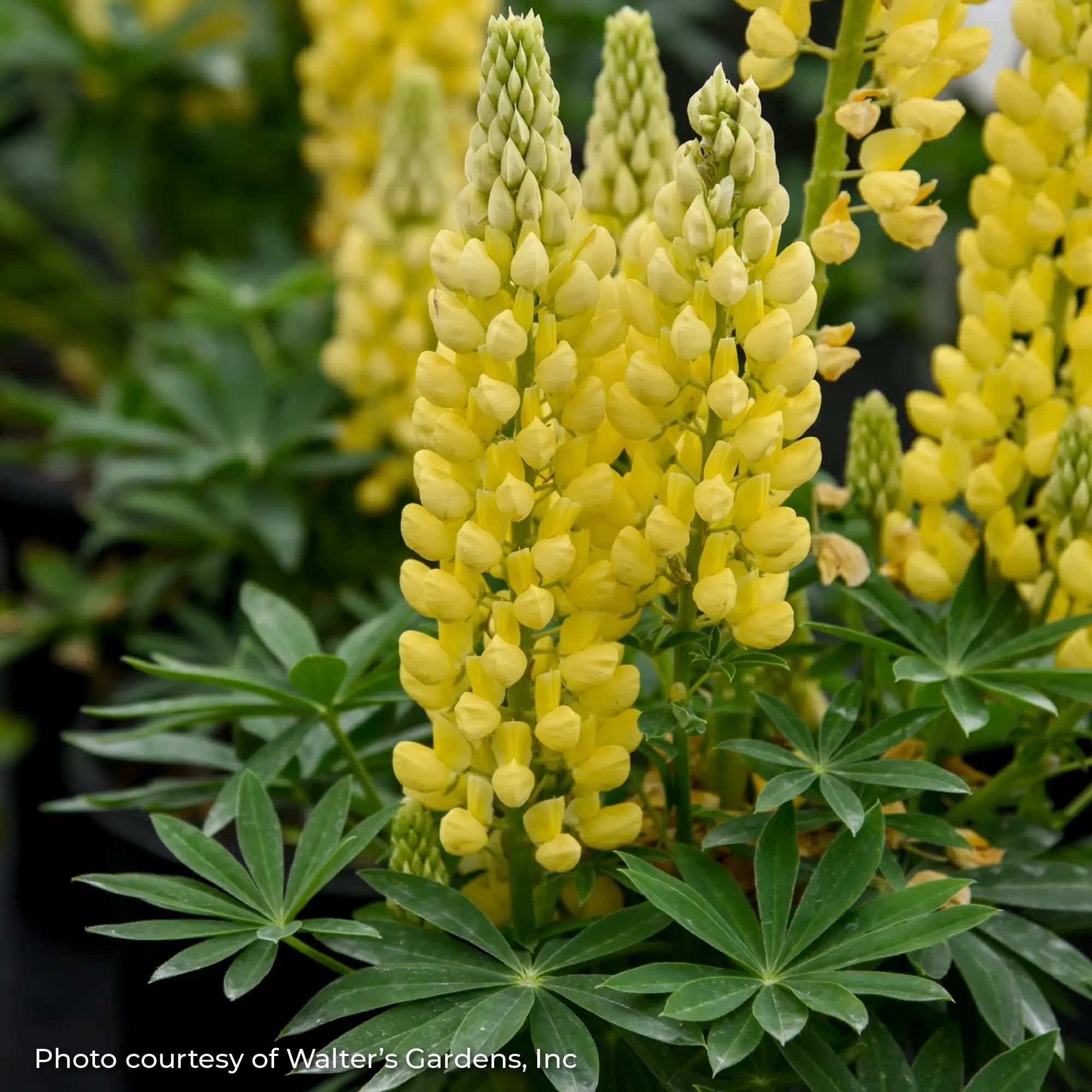 Lupine MINI GALLERY™ 'Yellow'