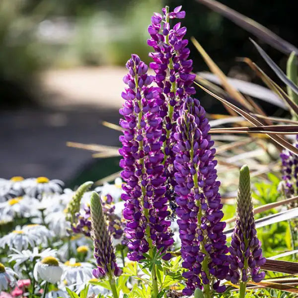Lupine Staircase™ 'Purple'