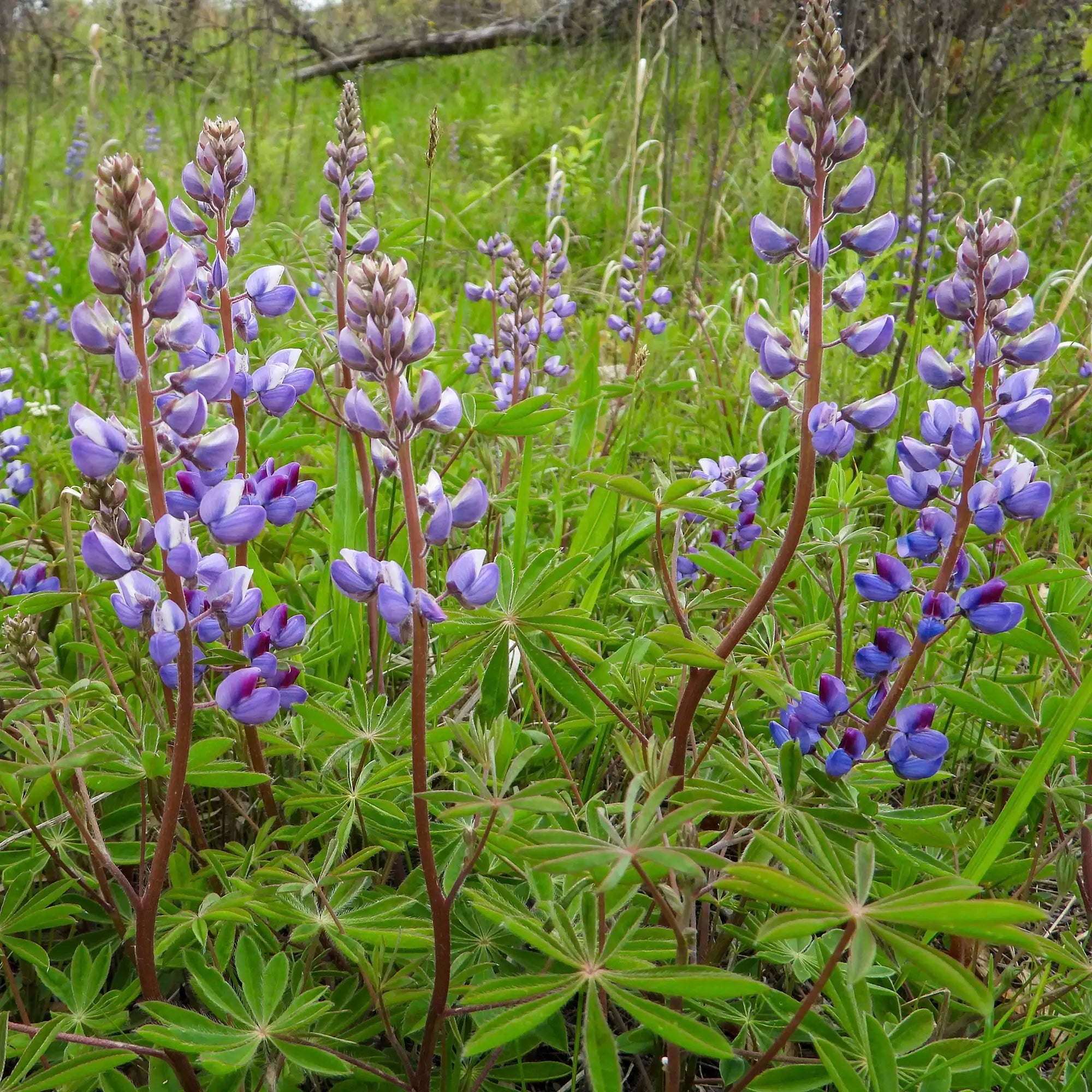 Lupin Sundial