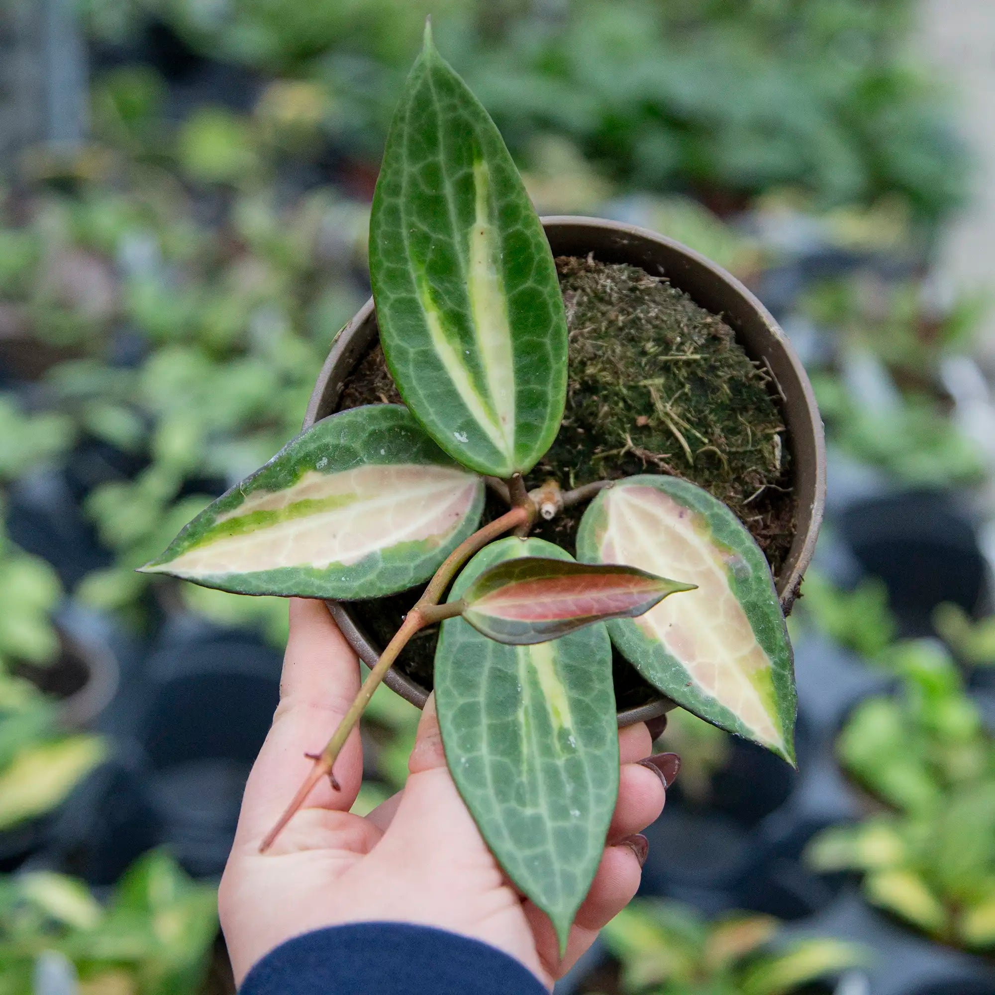 Hoya 'Pot of Gold'