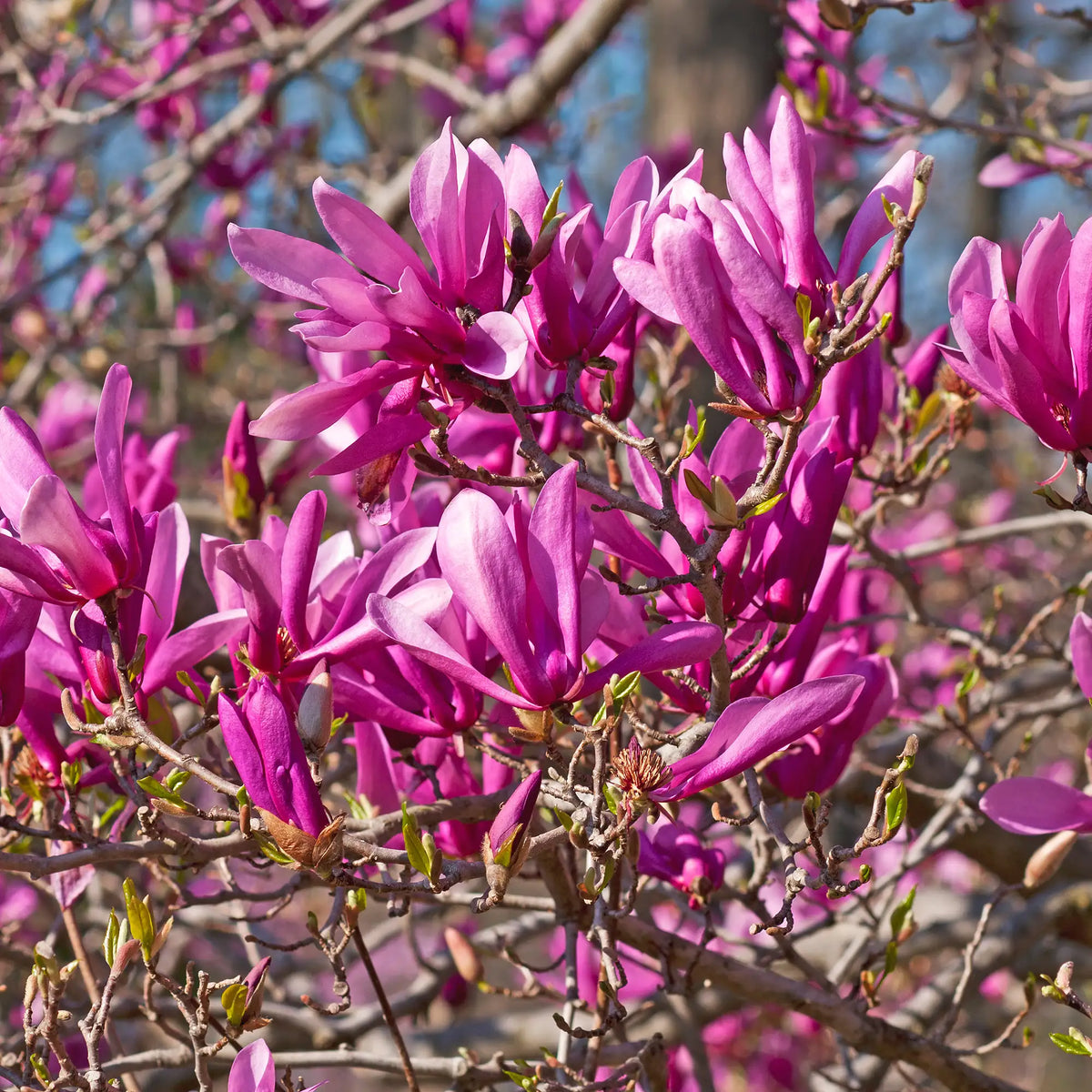 Magnolia 'Ann'