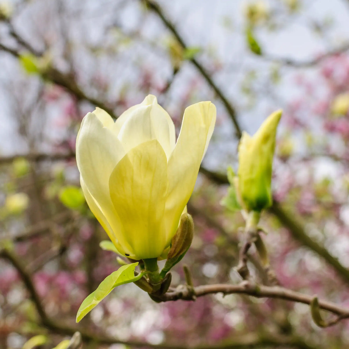 Magnolia 'Butterflies'