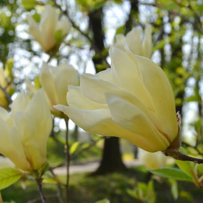 Magnolia 'Elizabeth'