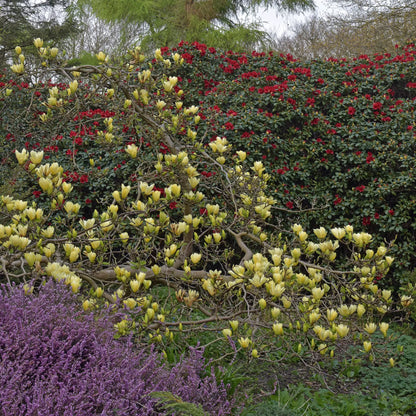 Magnolia 'Elizabeth'