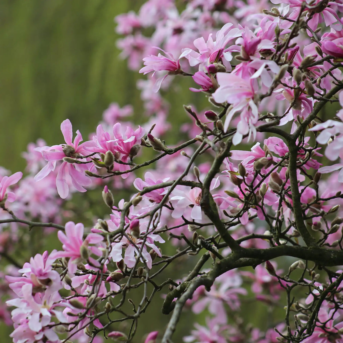 Magnolia 'Leonard Messel'