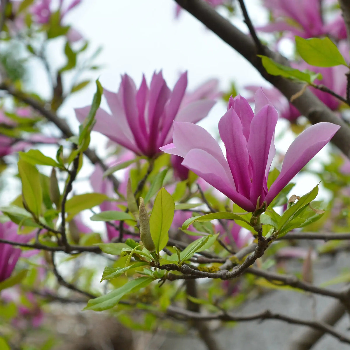 Magnolia 'Ricki'