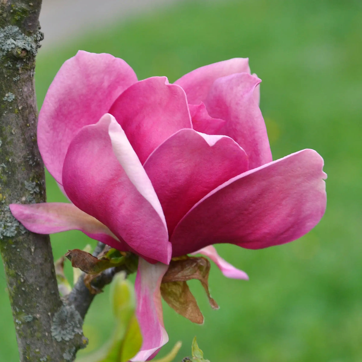 Magnolia 'Rose Marie'