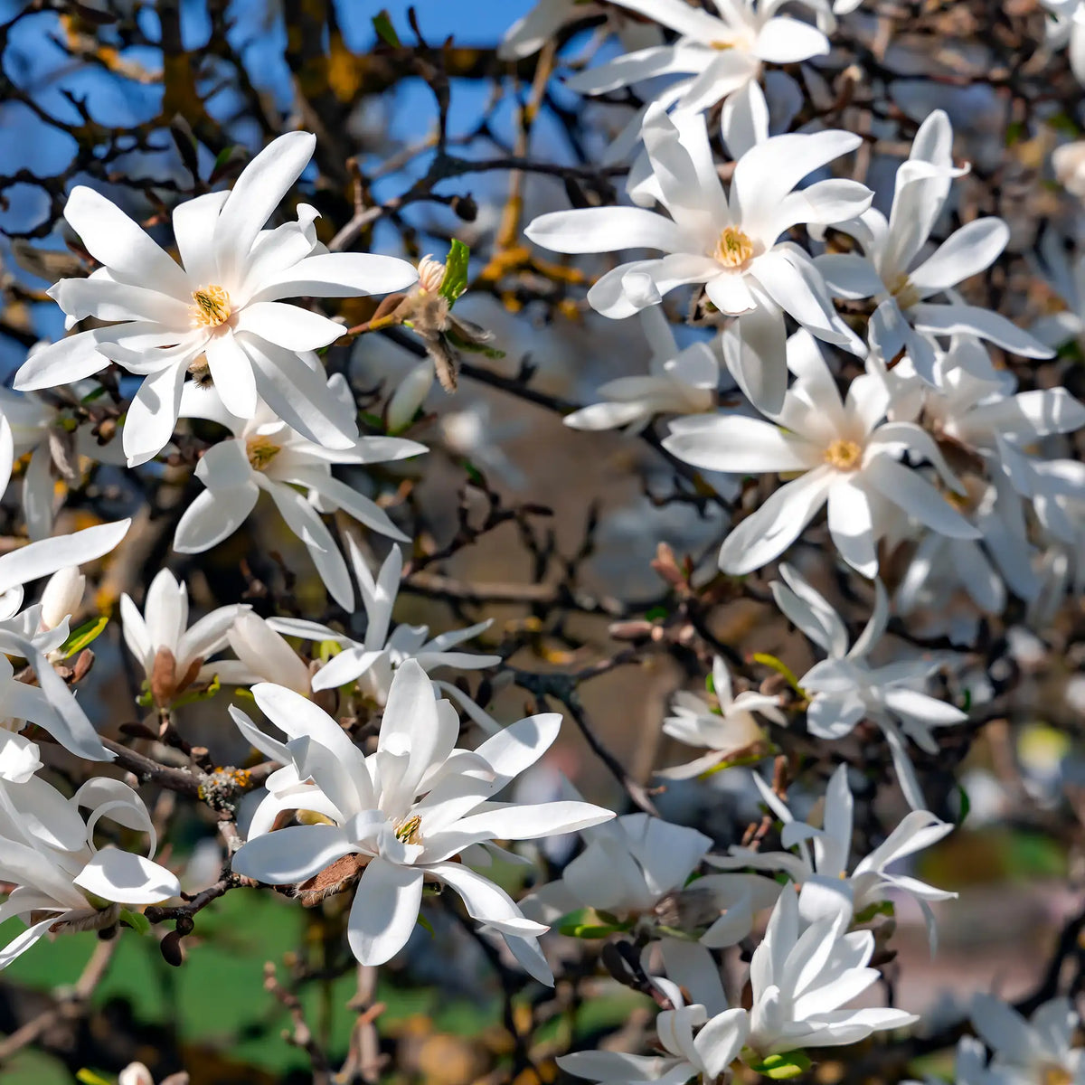 Magnolia 'Royal Star'