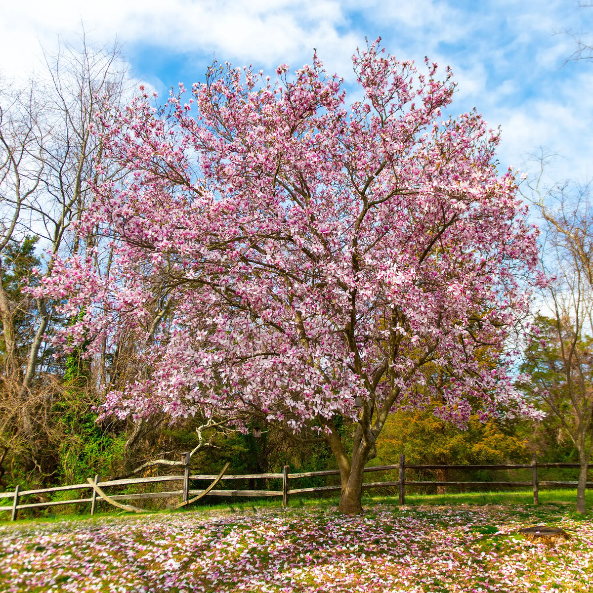 Magnolia 'Saucer'