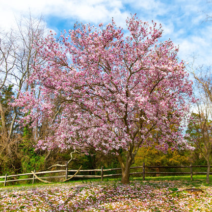 Magnolia 'Saucer'