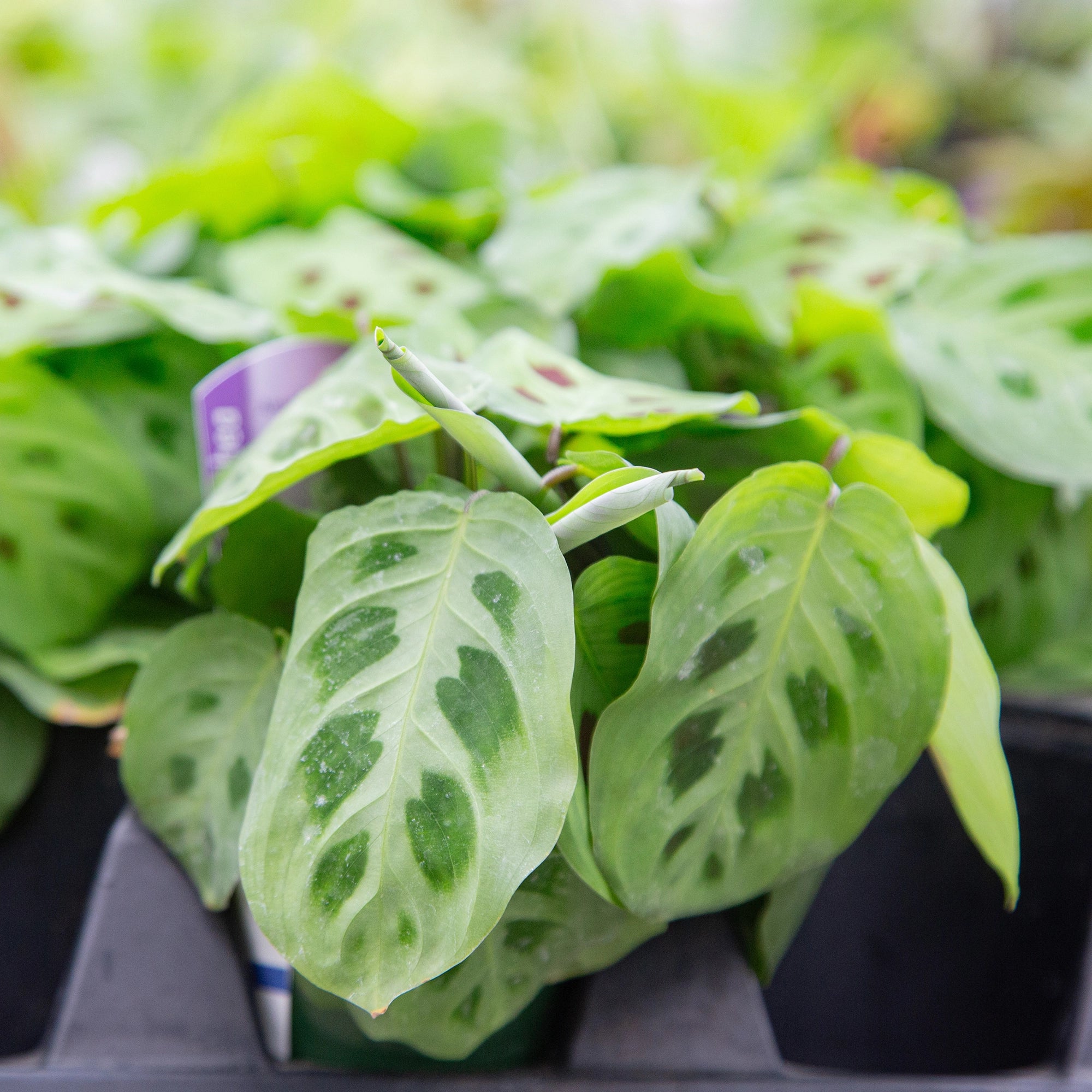 Prayer Plant 'Green'