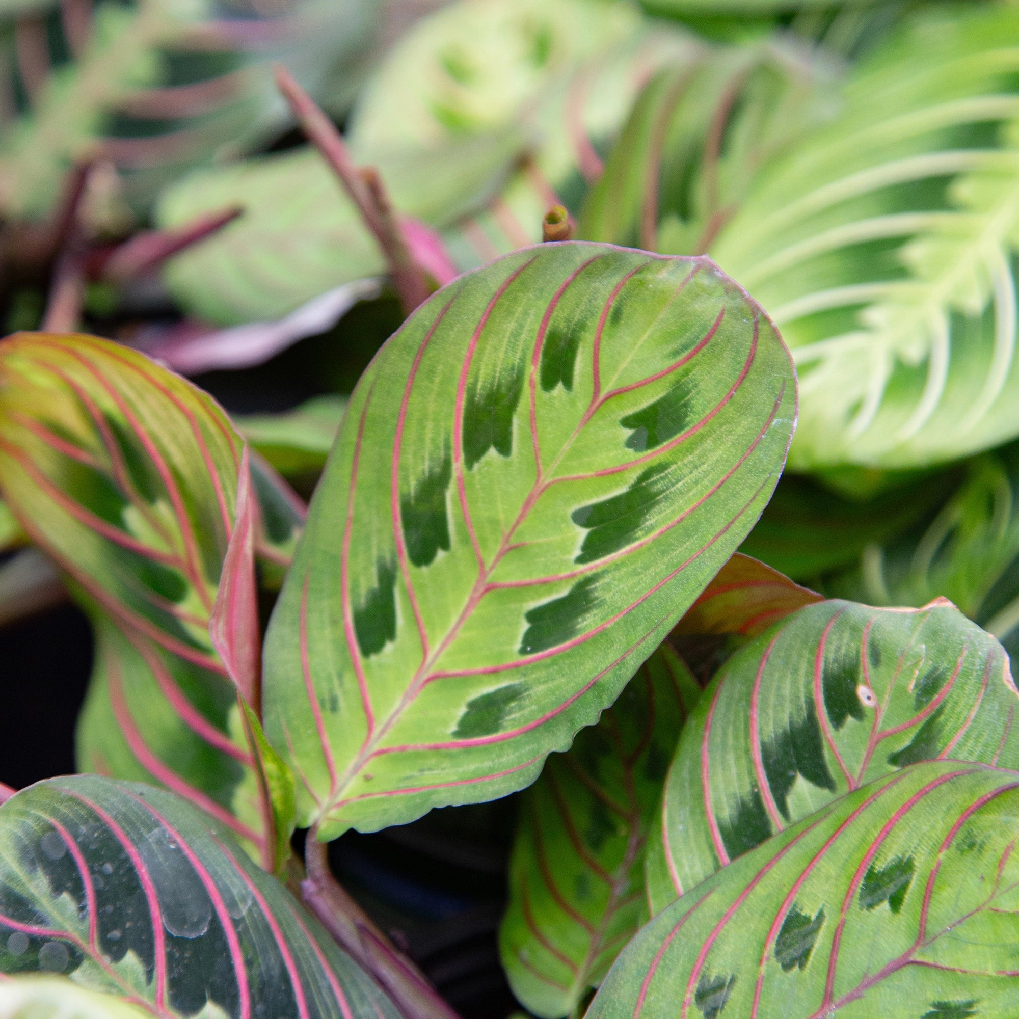 Prayer Plant 'Red'