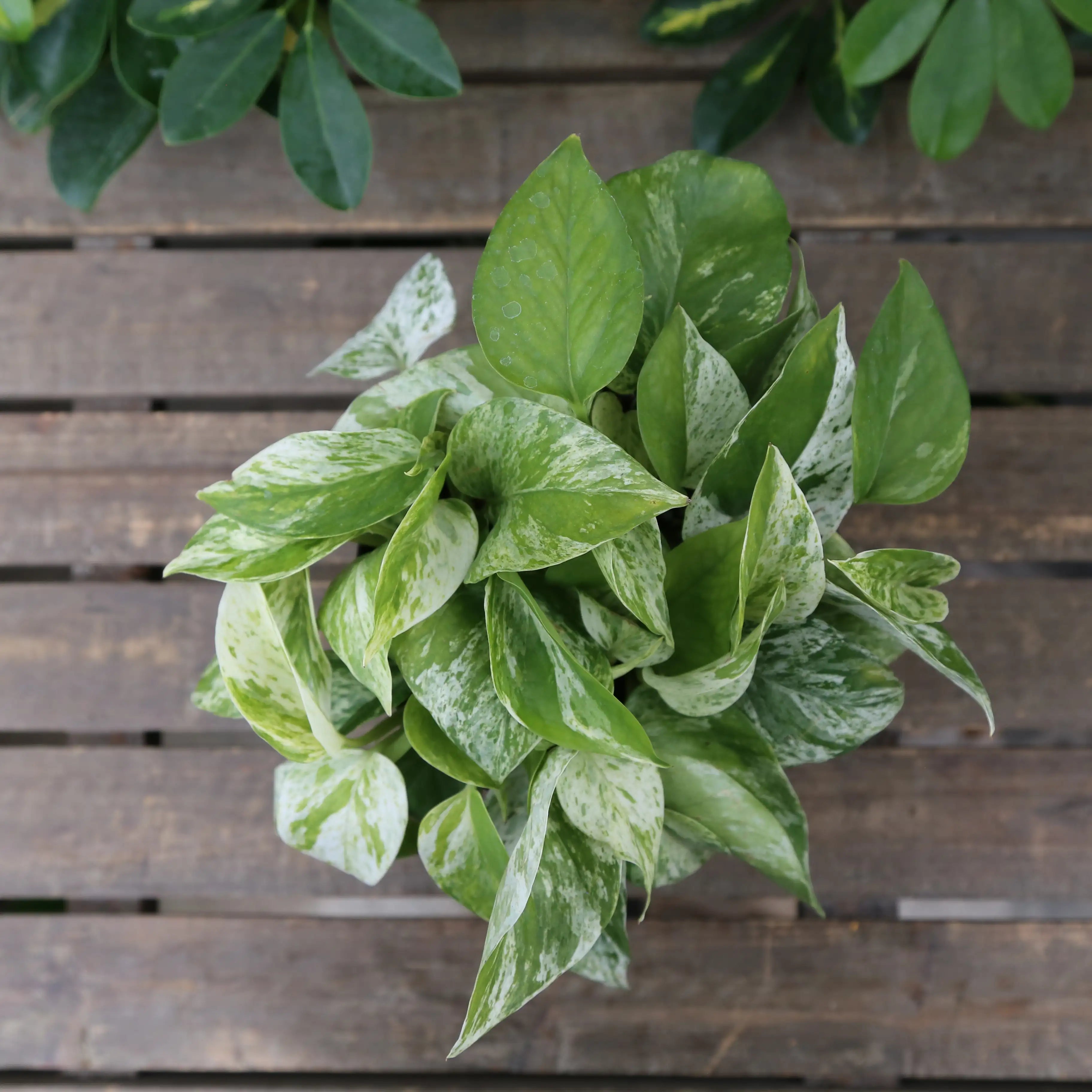 Pothos 'Marble Queen'