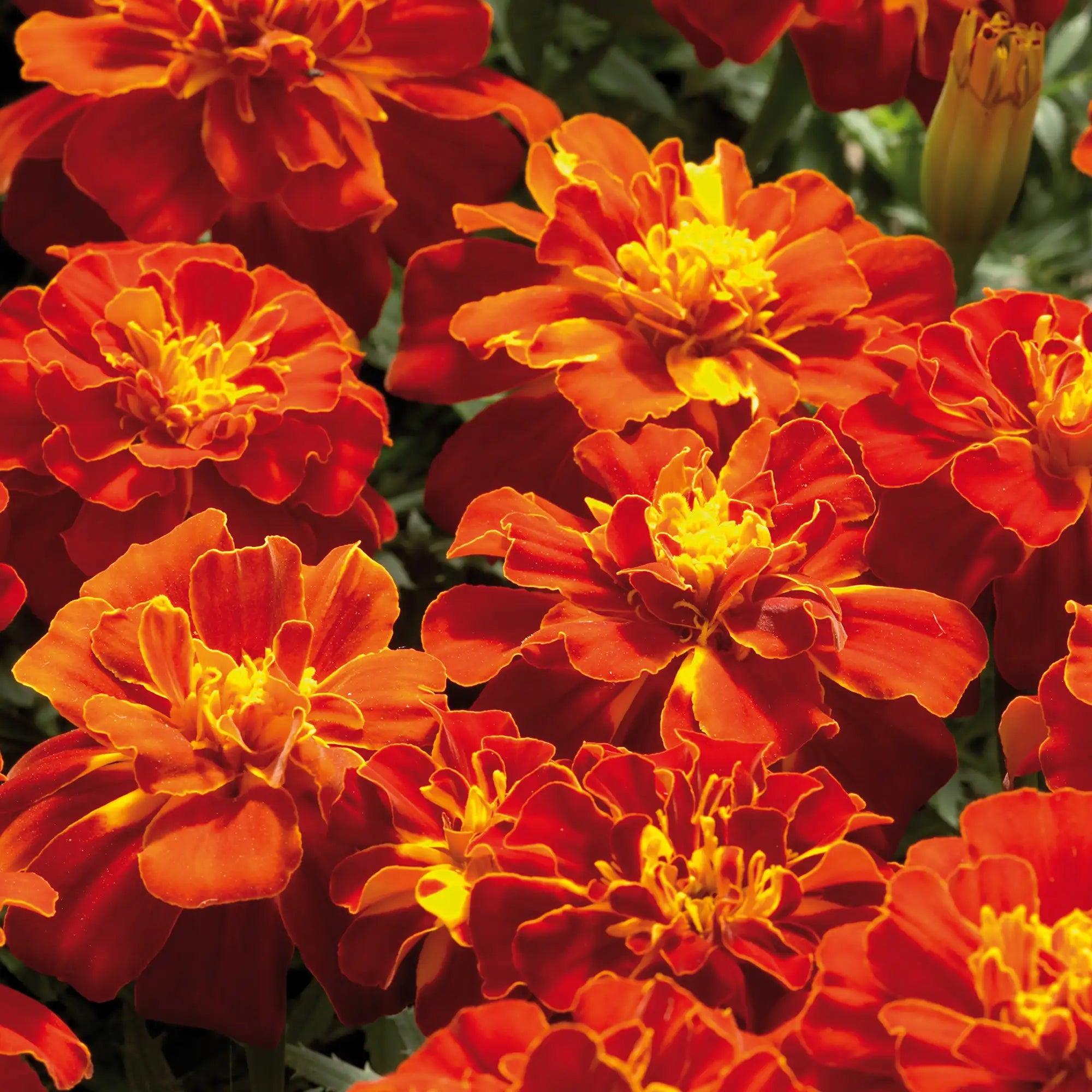 Marigold French 'Safari Red'