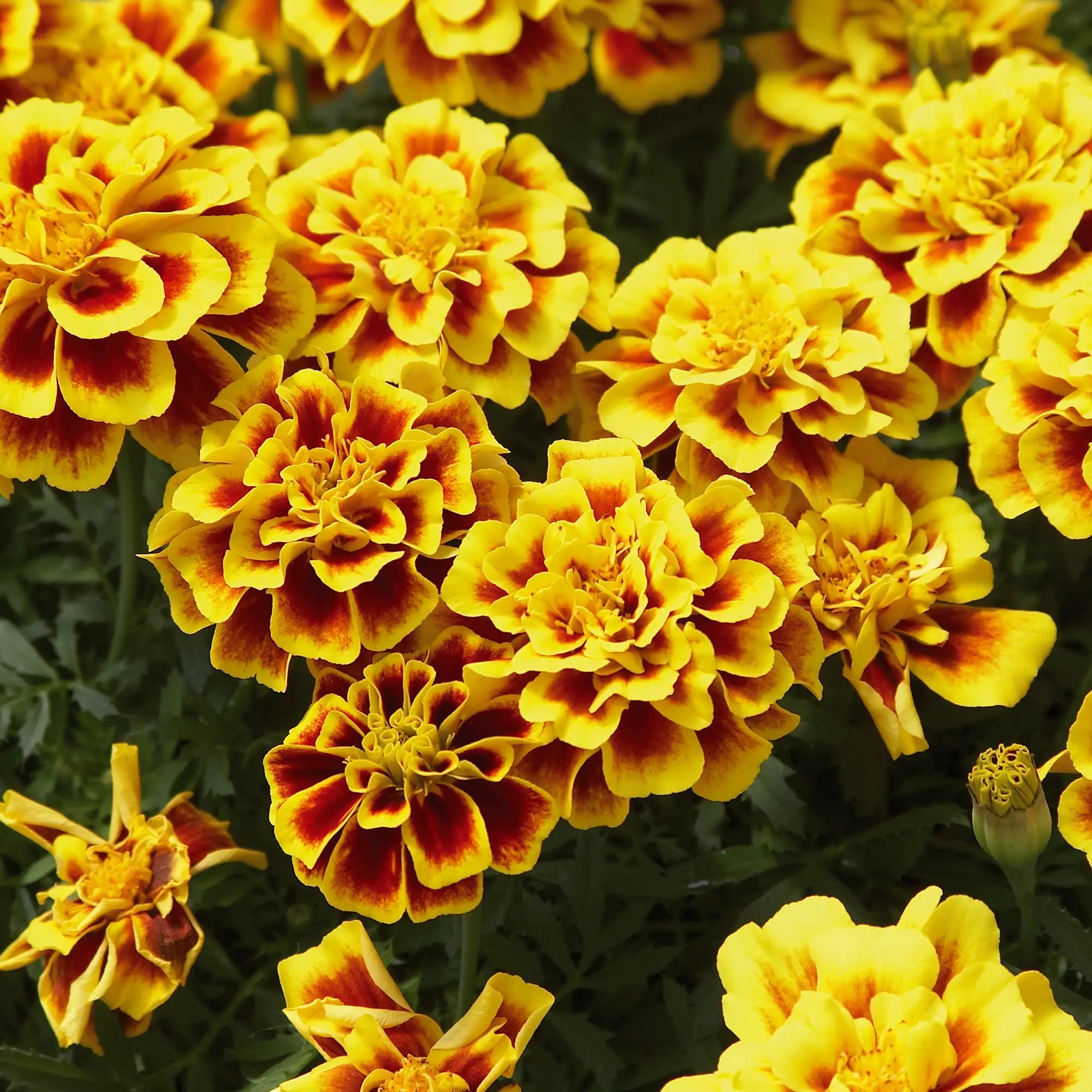 Marigold French 'Safari Yellow Fire'
