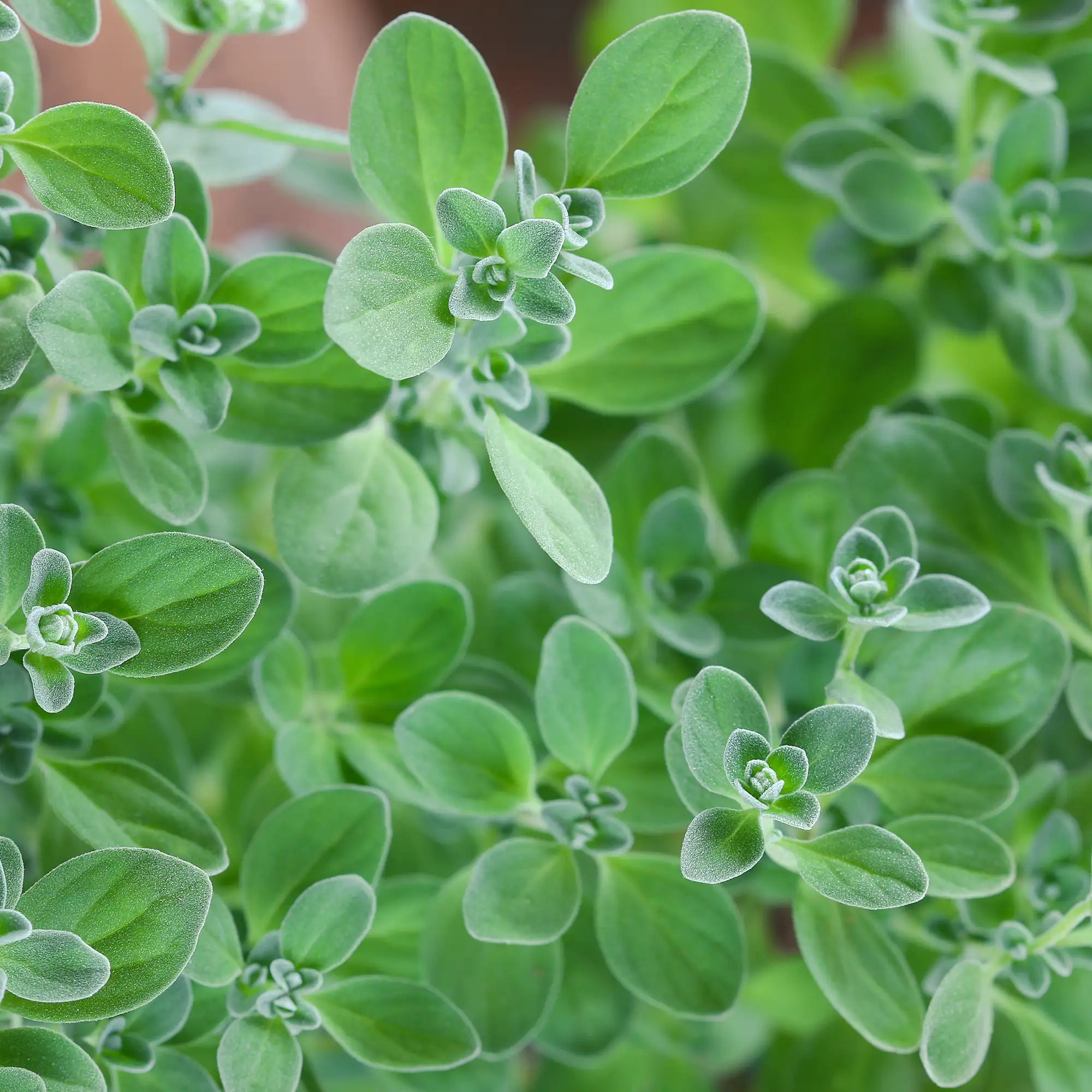 Close-up of a green marjoram herb plant with a blurred background