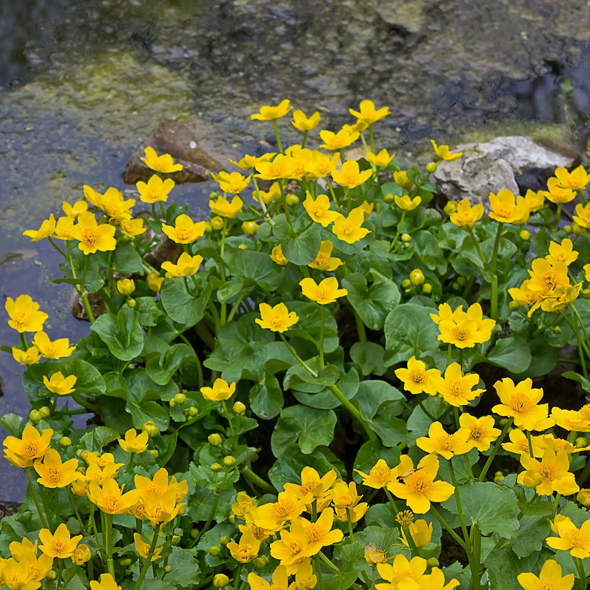 Marsh Marigold flowering yellow by a pond