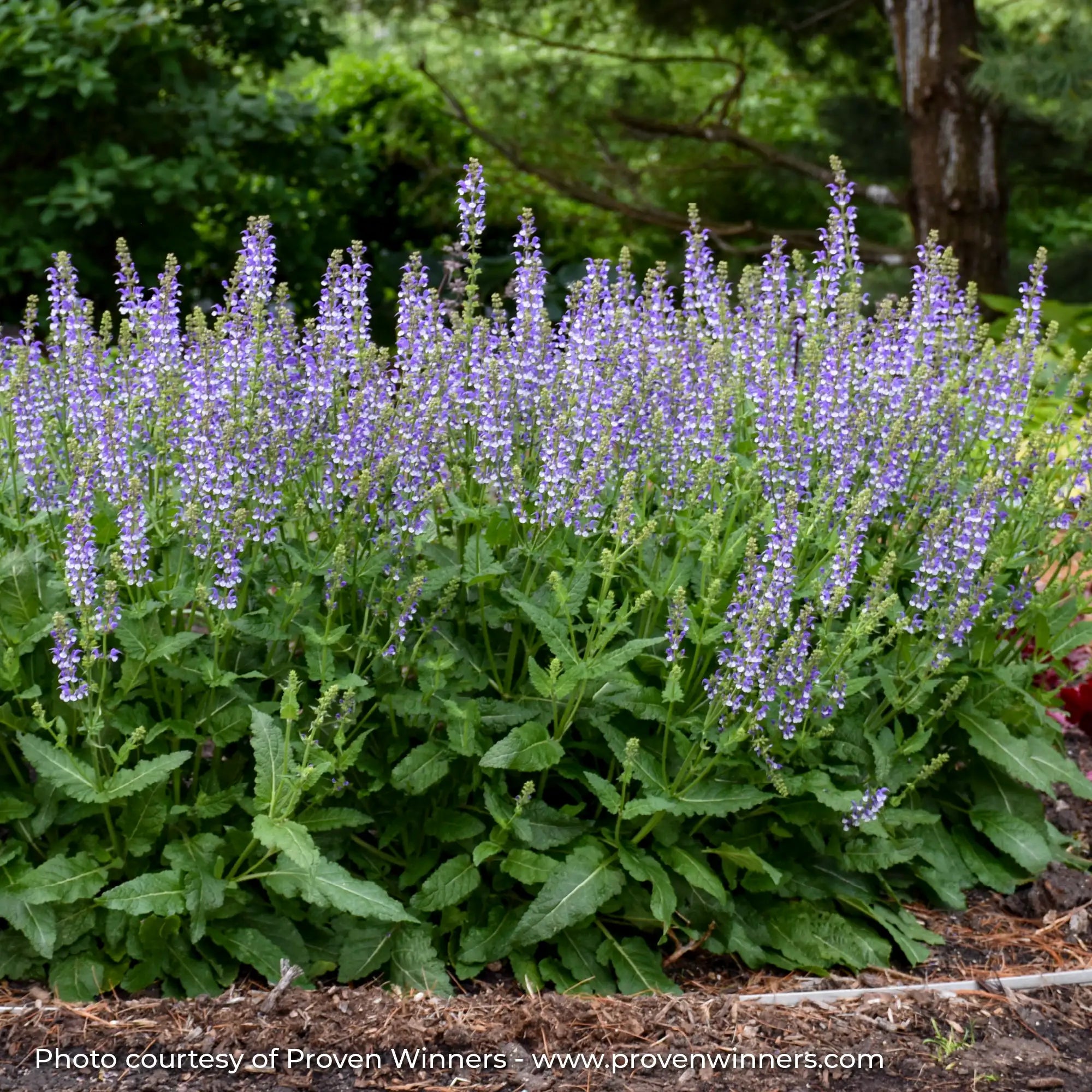 Meadow Sage Color Spires® 'Azure Snow'