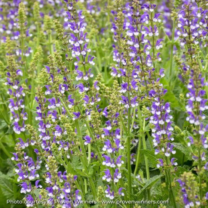 Meadow Sage Color Spires® 'Azure Snow'