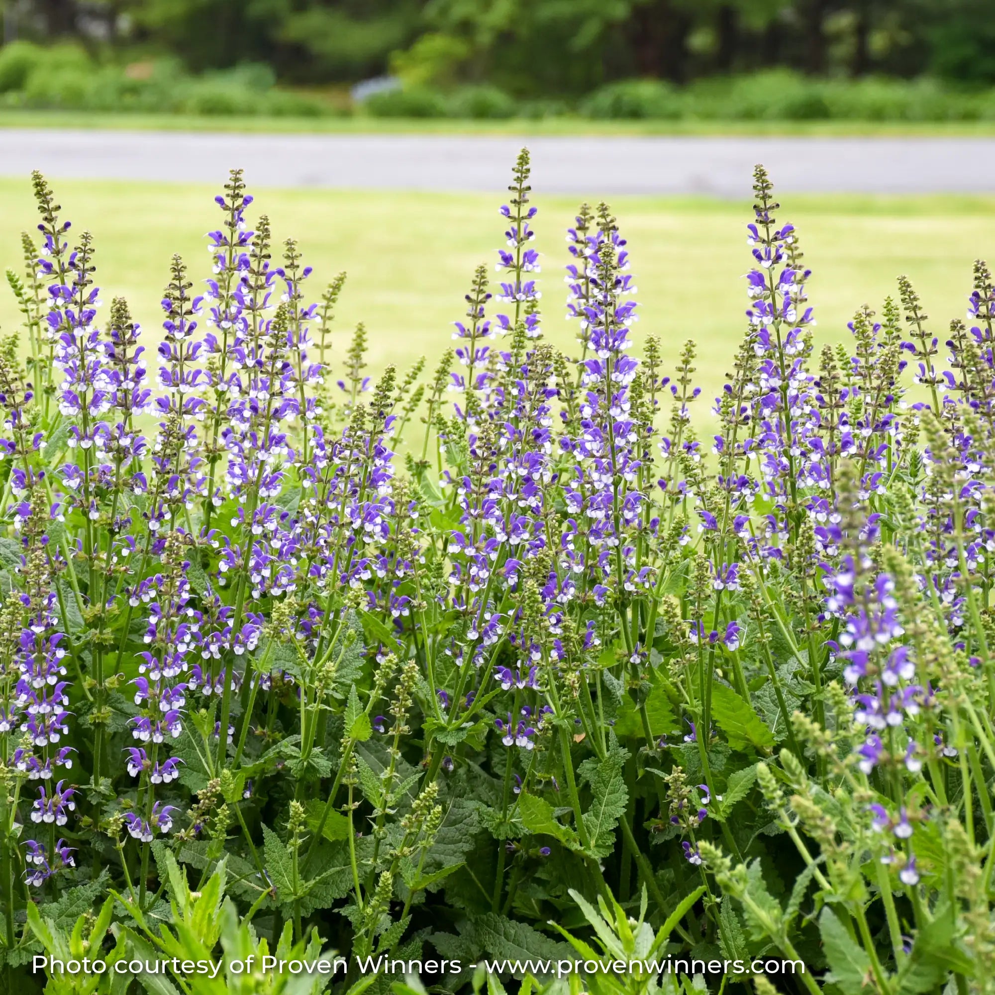 Meadow Sage Color Spires® 'Azure Snow'