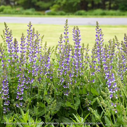 Meadow Sage Color Spires® 'Azure Snow'