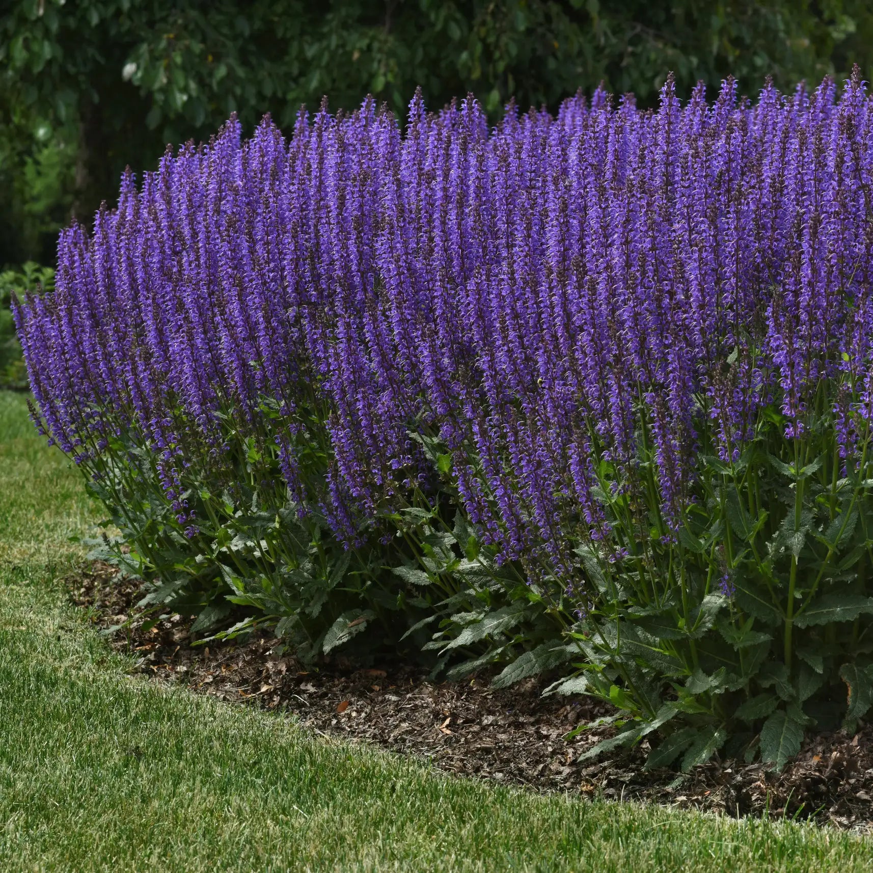 Meadow Sage 'Blue By You'