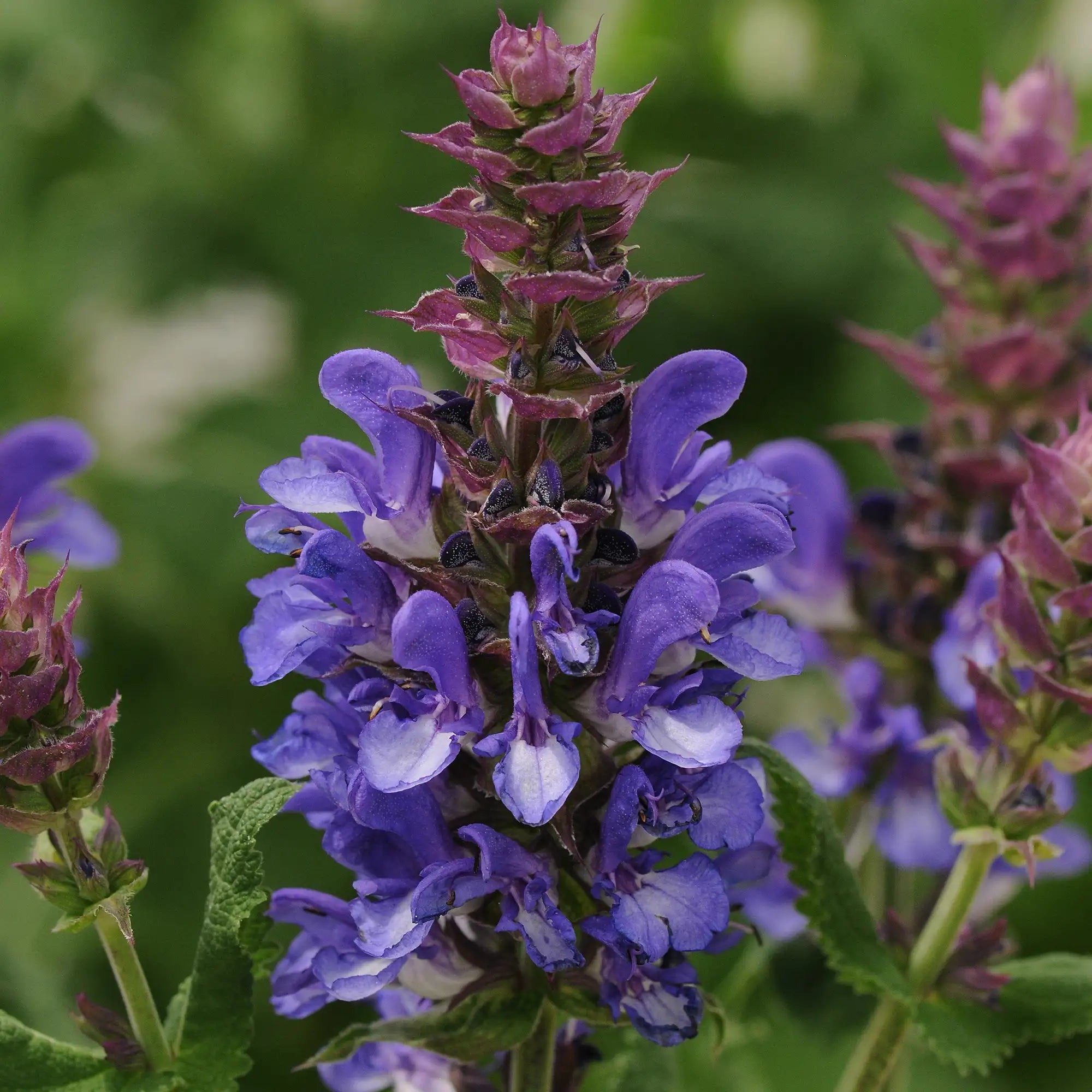 Meadow Sage 'Blue Marvel'