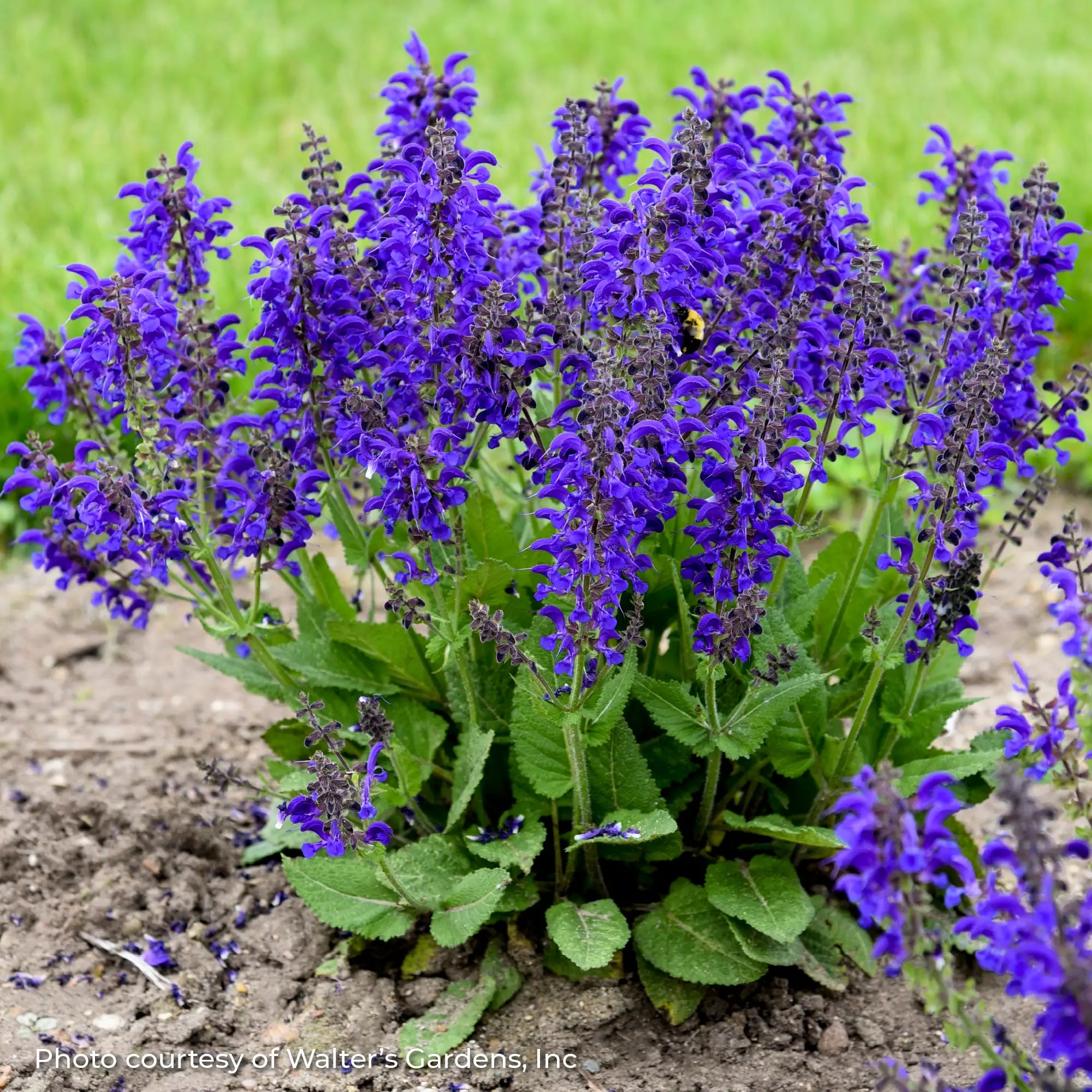 Meadow Sage Fashionista® 'Evening Attire'