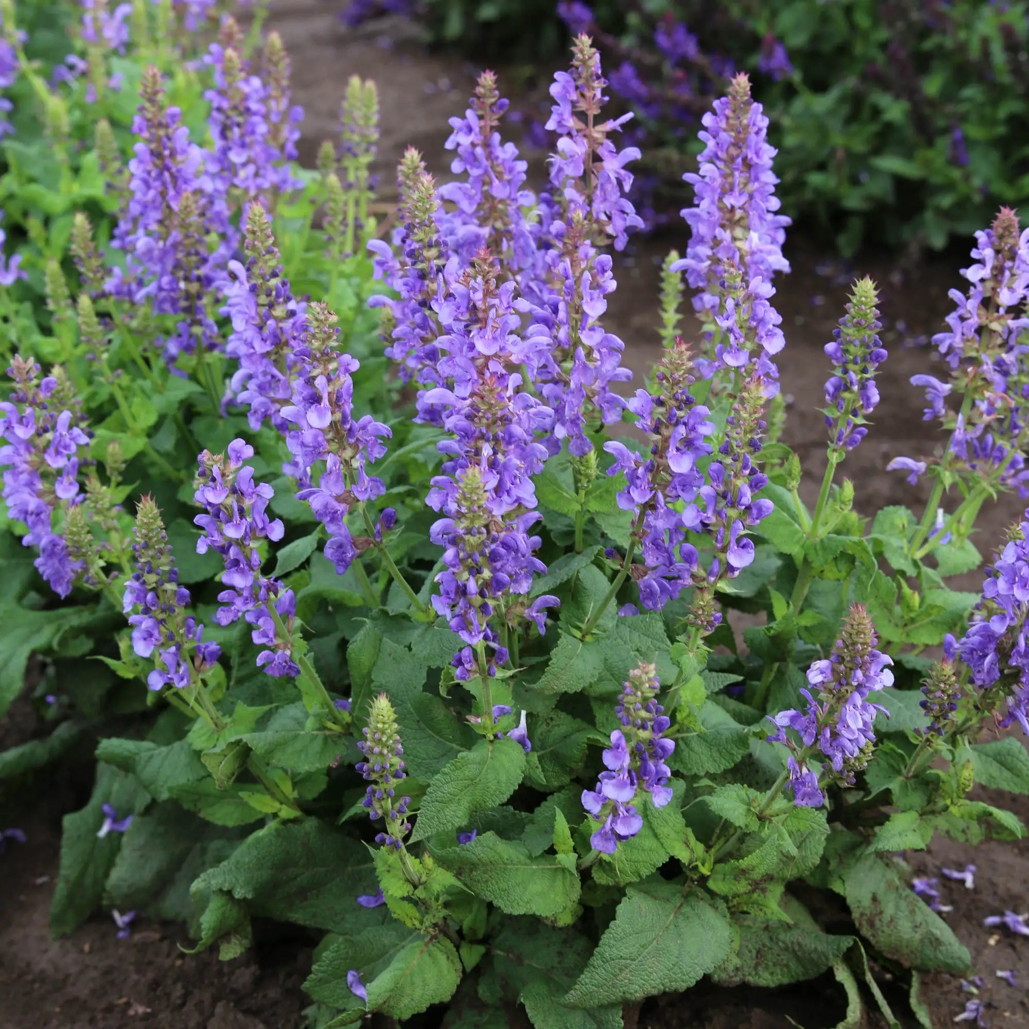 Meadow Sage 'Marvel Sky Blue'