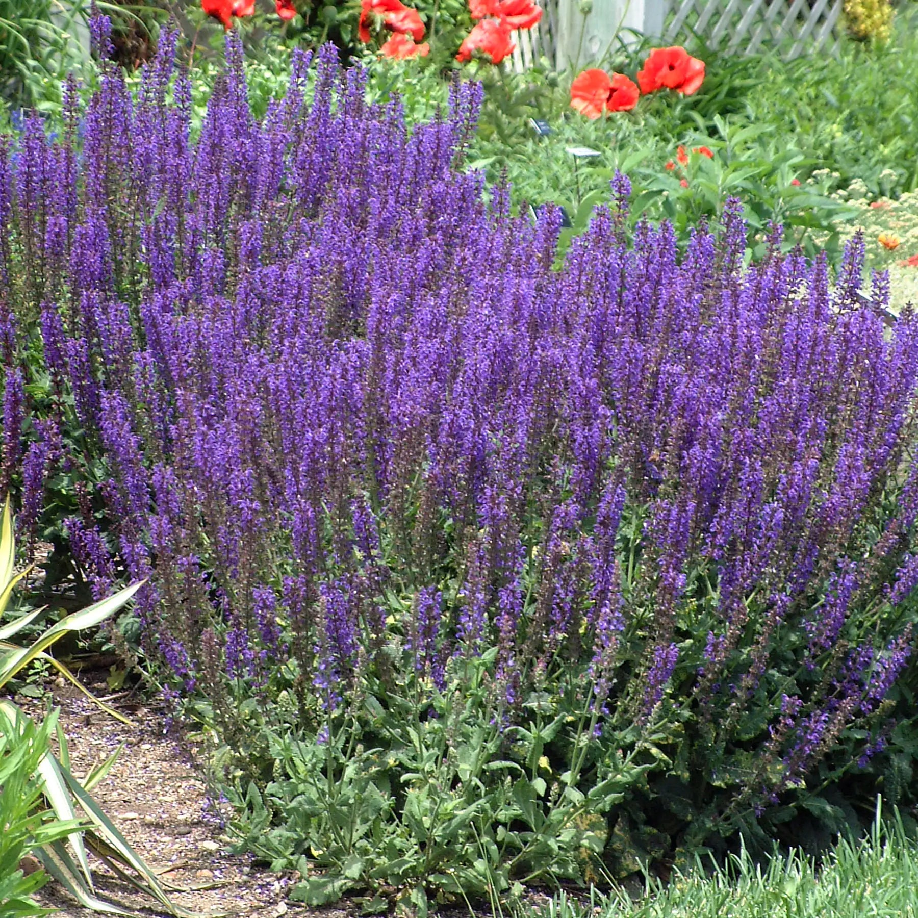 Meadow Sage 'May Night'